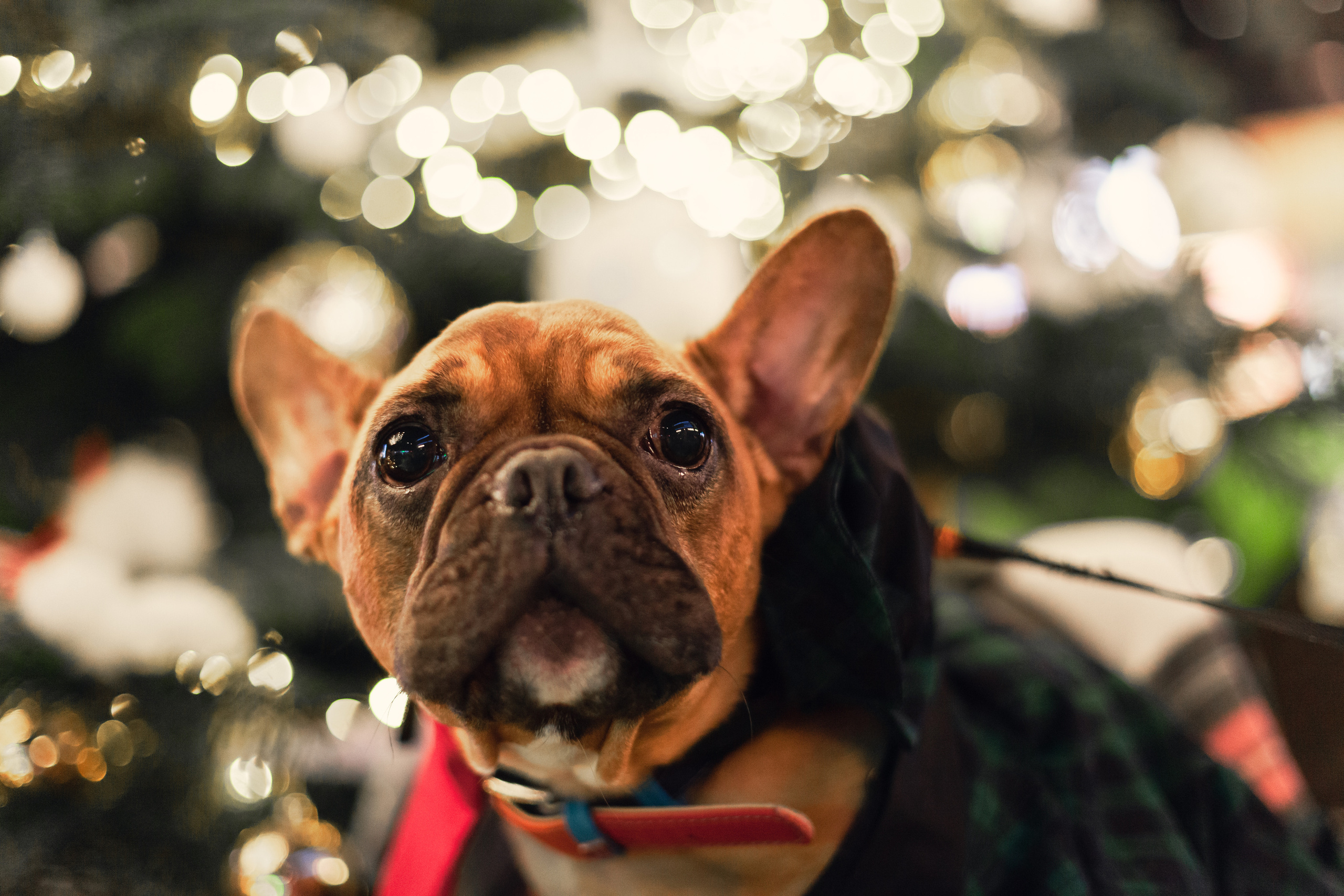 Бульелка 2022. Фотограф-анималист Татьяна Степанова