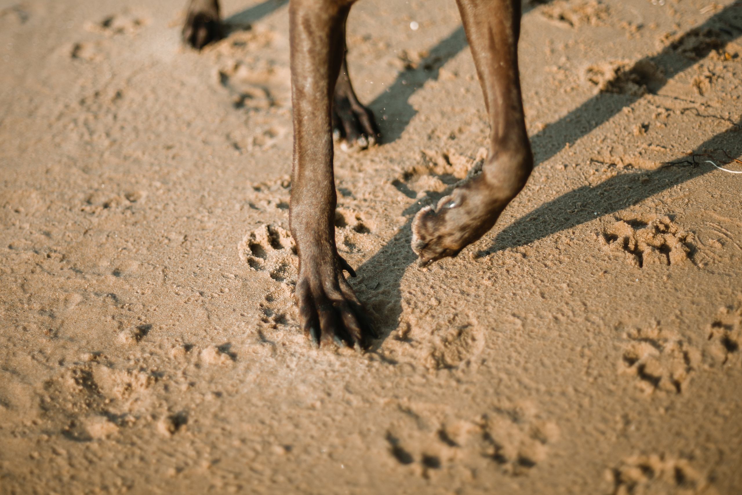 Рассветная съемка в ПКИО Северное Тушино. Фотограф-анималист Татьяна Степанова