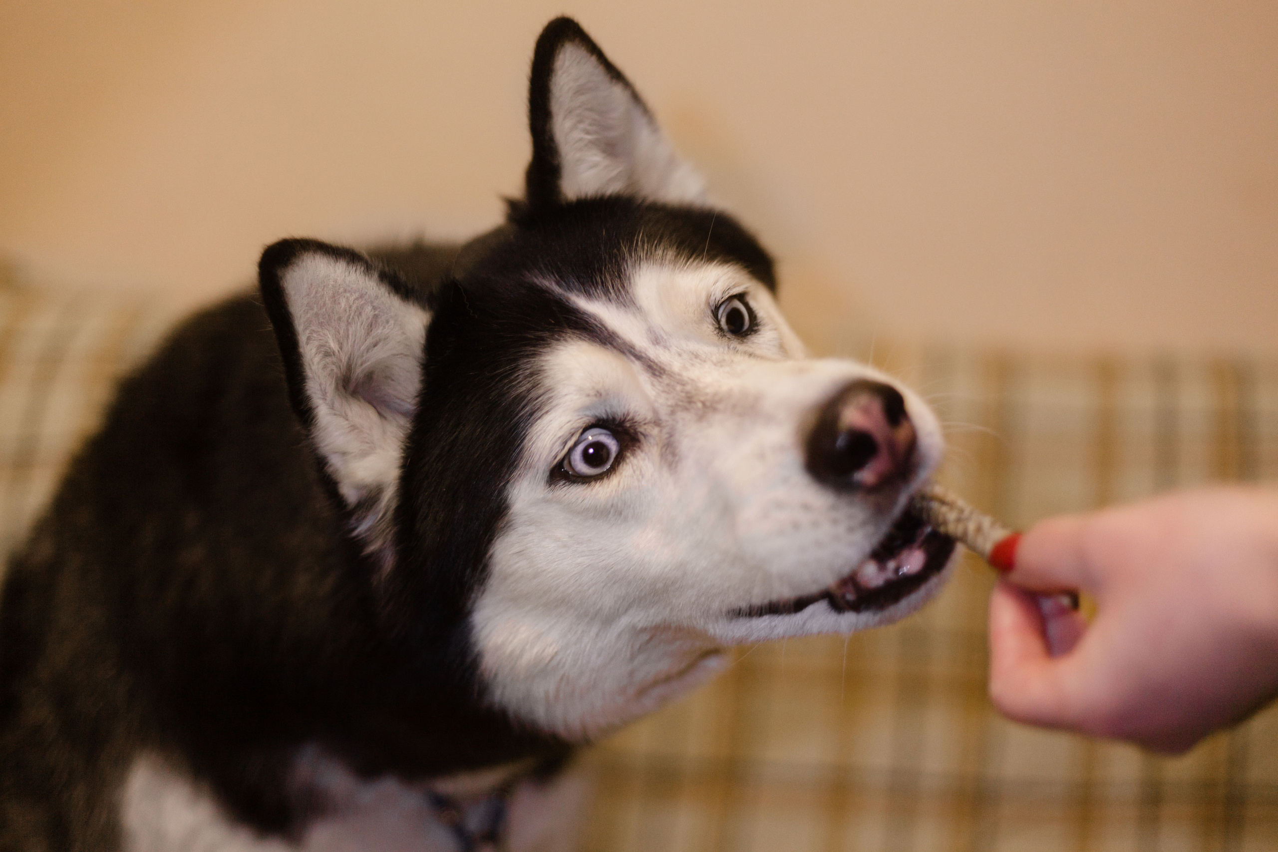 Киба и Аки. Фотограф-анималист Татьяна Степанова