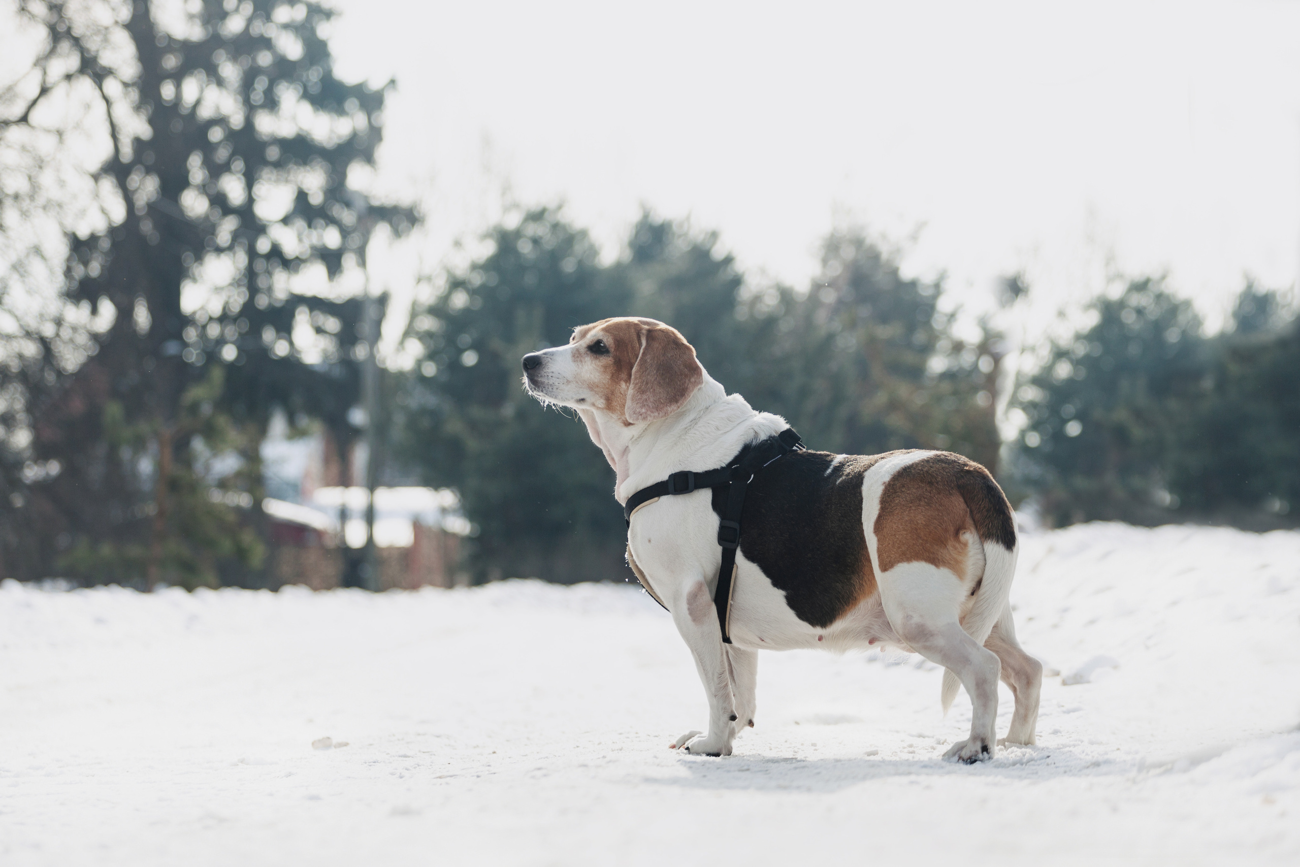 Группа помощи Дом для бигля 2023. Фотограф-анималист Татьяна Степанова