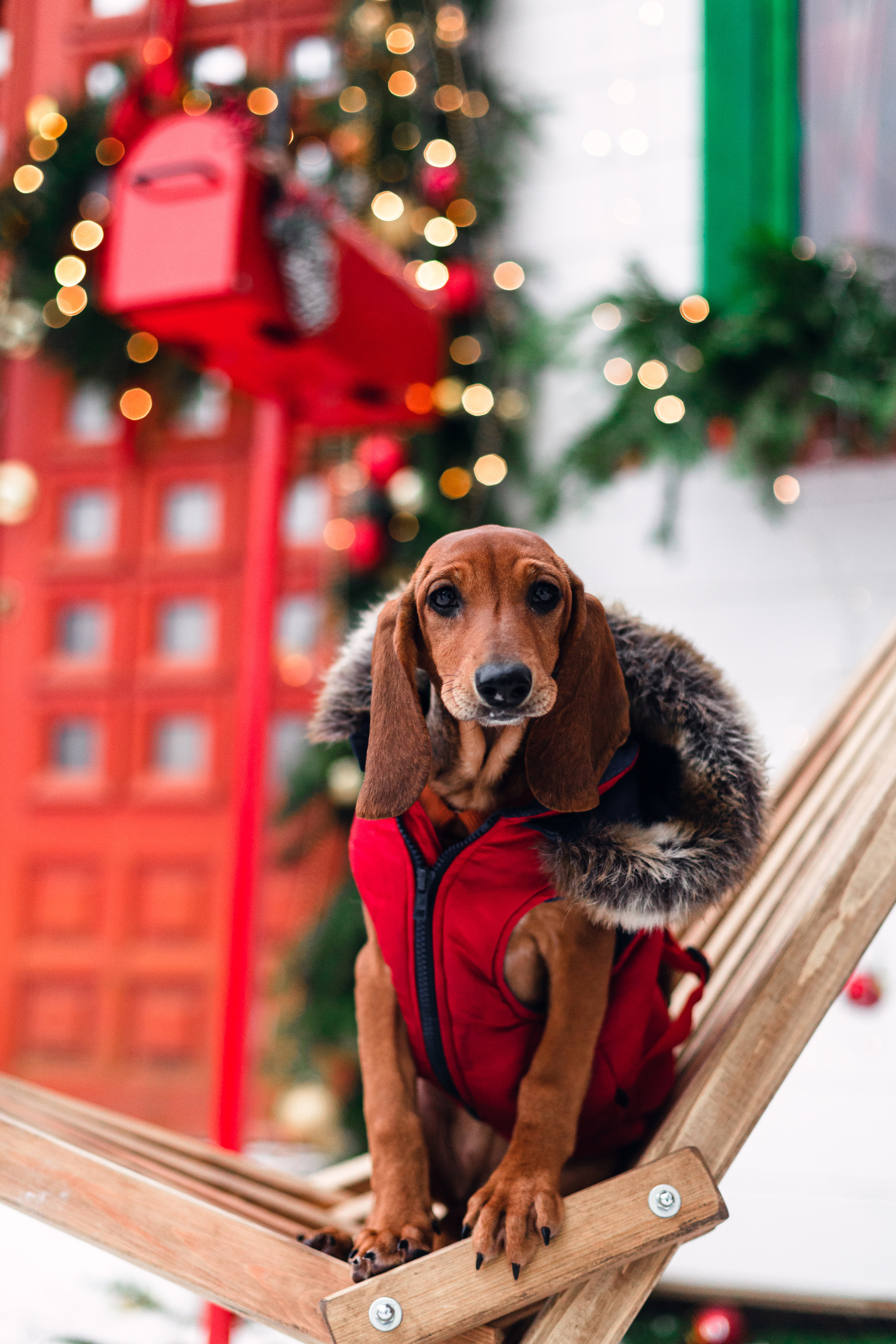 Новогодняя серия с ретромашиной. Фотограф-анималист Татьяна Степанова