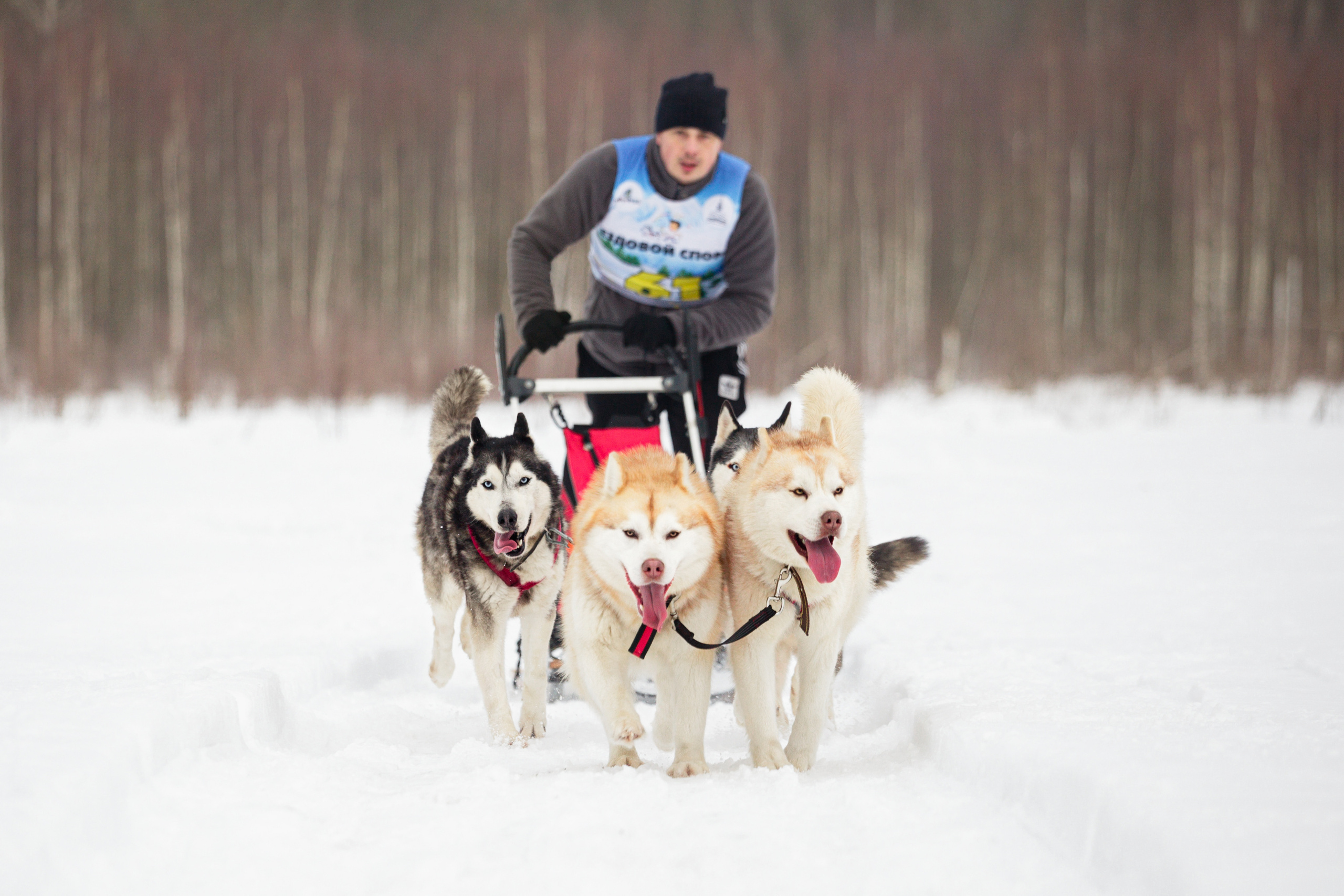 Холодные игры 28 февраля 2022. Фотограф-анималист Татьяна Степанова