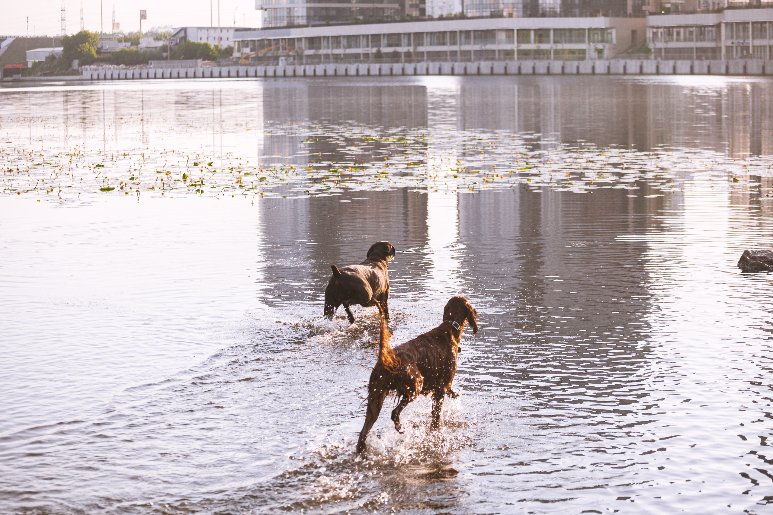 Рассветная съемка в ПКИО Северное Тушино. Фотограф-анималист Татьяна Степанова