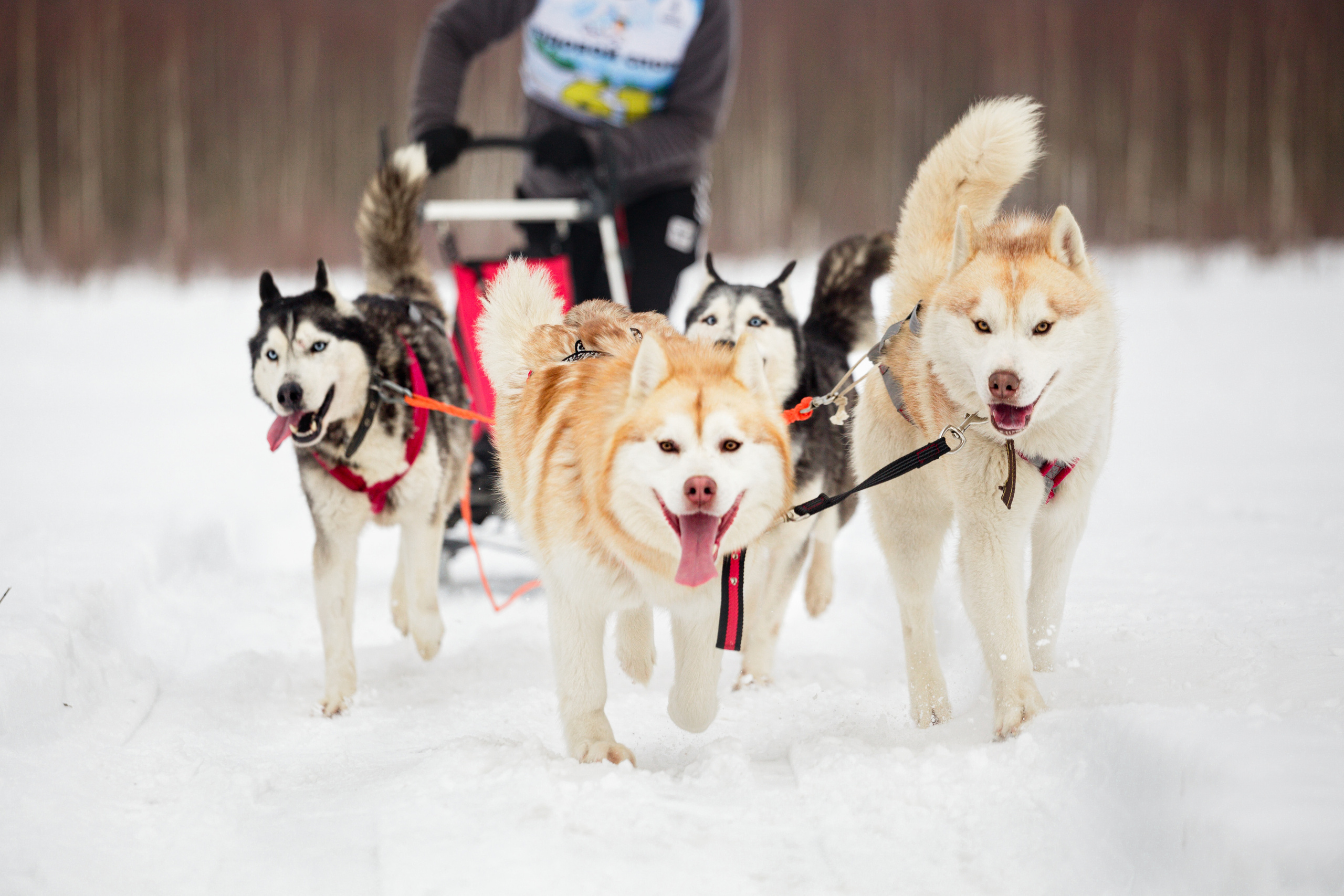 Холодные игры 28 февраля 2022. Фотограф-анималист Татьяна Степанова
