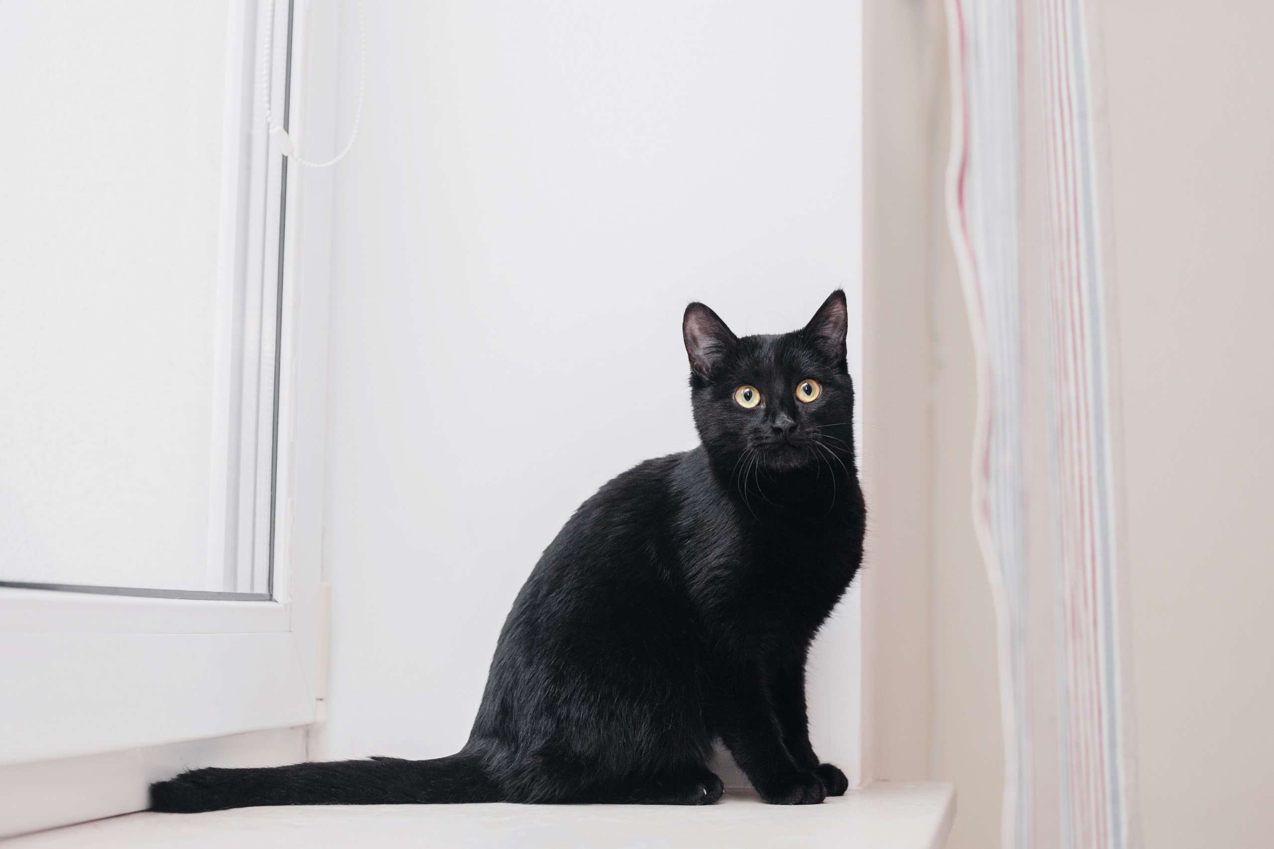 Домашняя съемка 2 собак и кошки 2023. Фотограф-анималист Татьяна Степанова