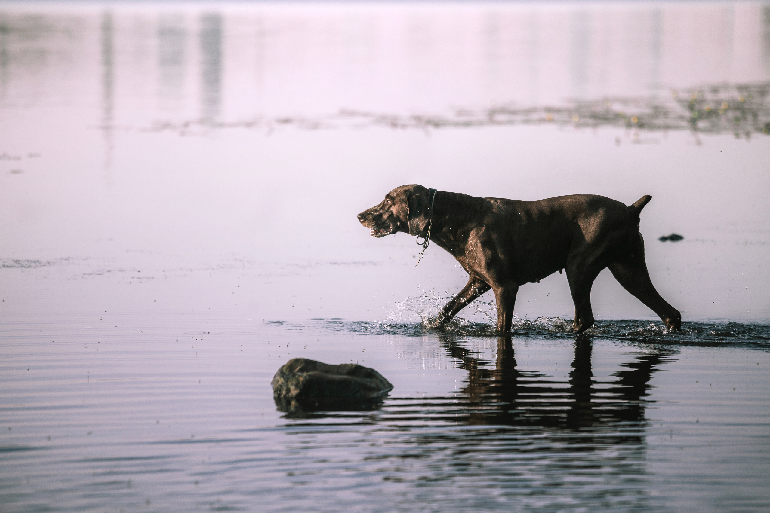Рассветная съемка в ПКИО Северное Тушино. Фотограф-анималист Татьяна Степанова