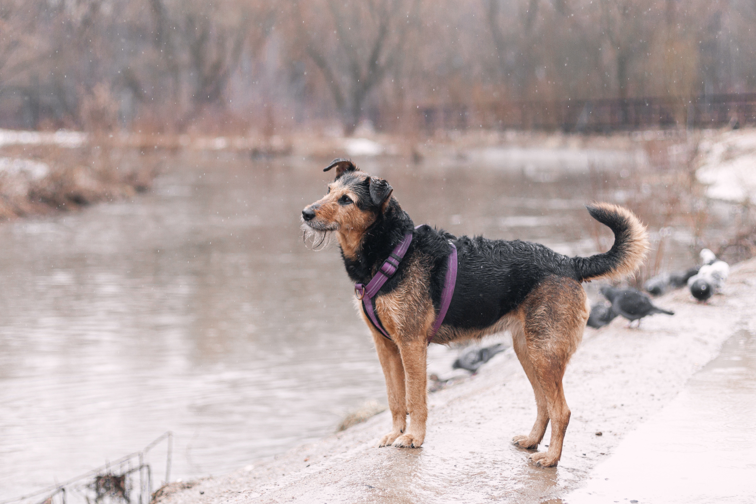 Лиза и Бренда. Фотограф-анималист Татьяна Степанова