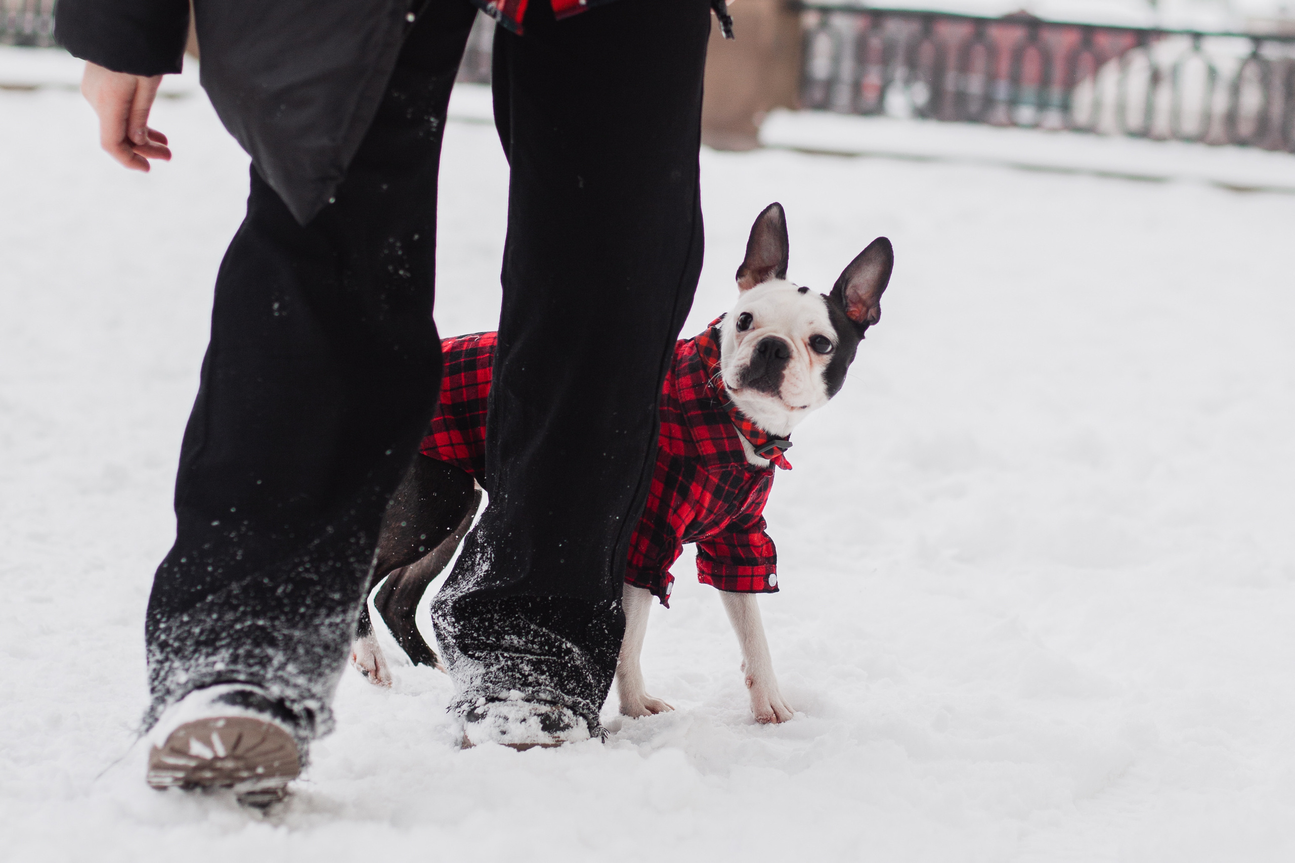 Василиса и Мира Кузнецкий мост. Фотограф-анималист Татьяна Степанова