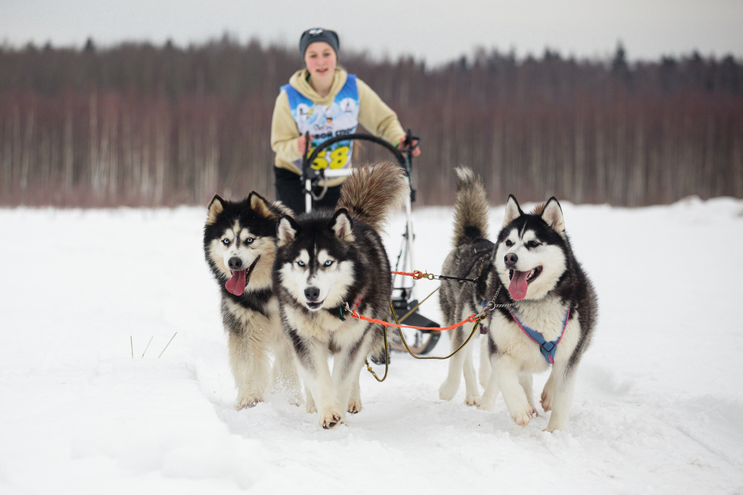 Холодные игры 28 февраля 2022. Фотограф-анималист Татьяна Степанова
