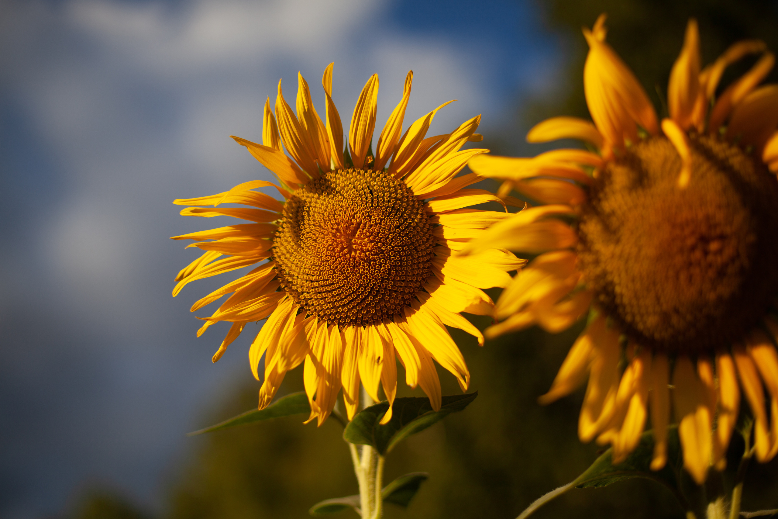 Коломна, стога и подсолнухи. Фотограф-анималист Татьяна Степанова