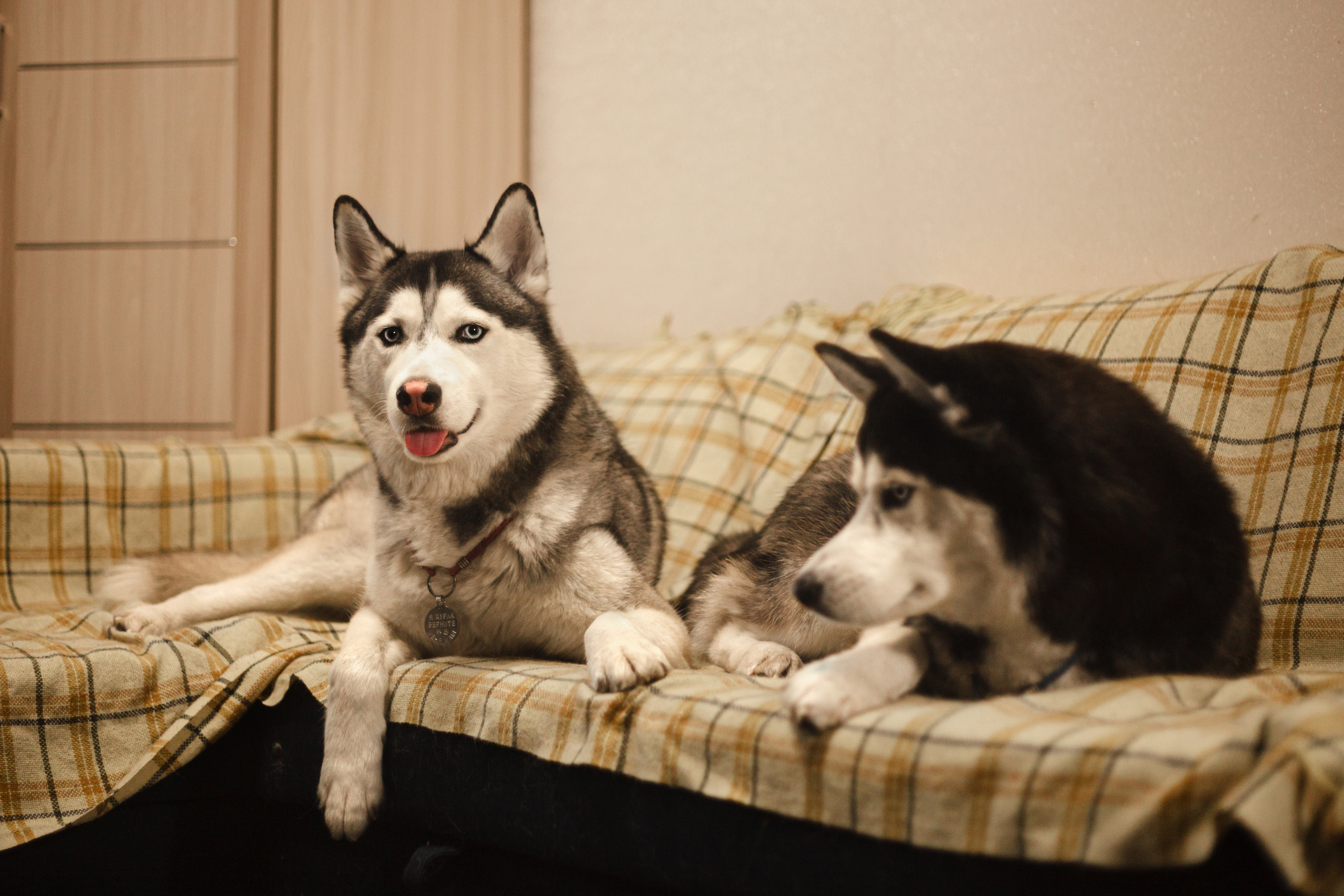 Киба и Аки. Фотограф-анималист Татьяна Степанова