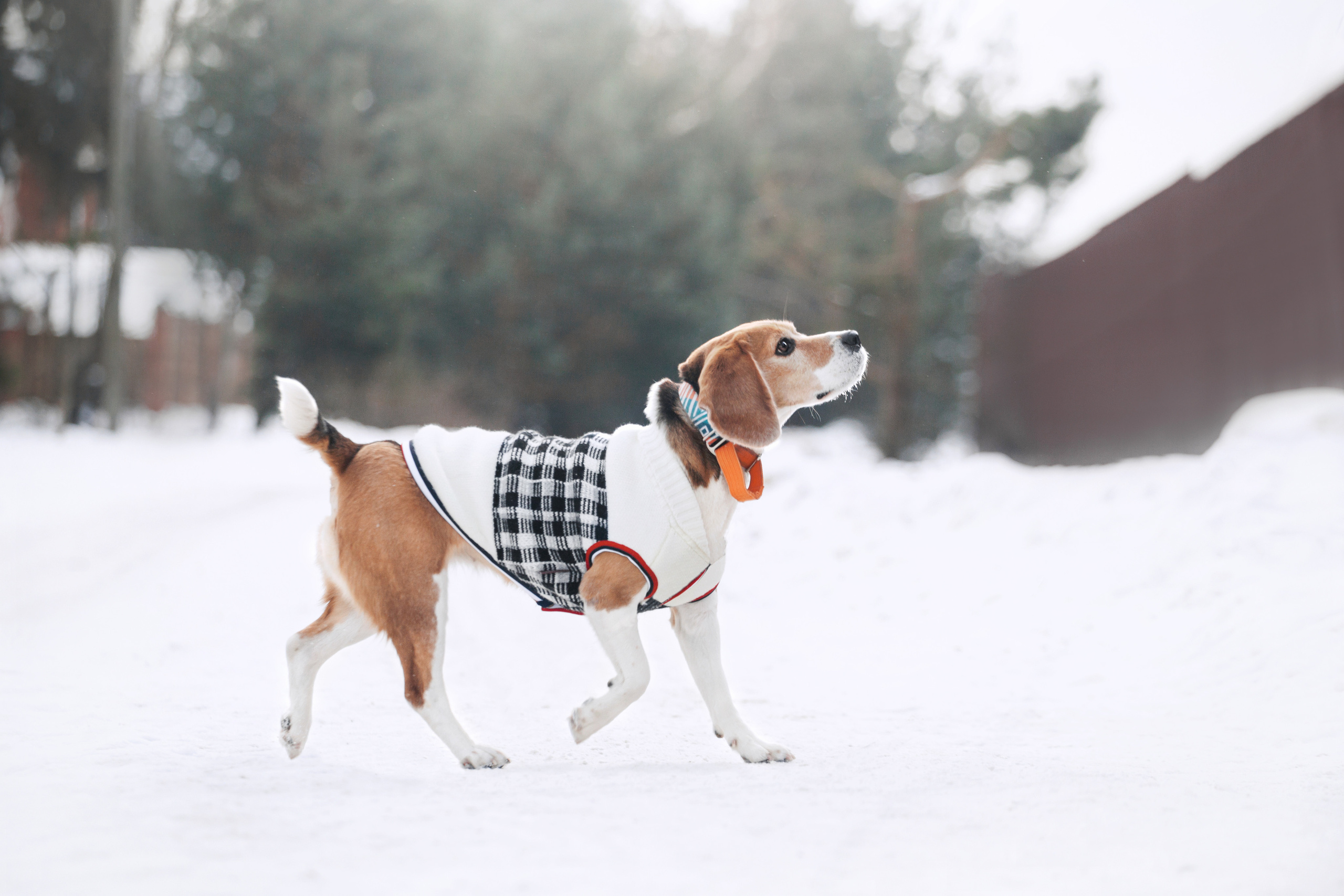 Группа помощи Дом для бигля 2023. Фотограф-анималист Татьяна Степанова