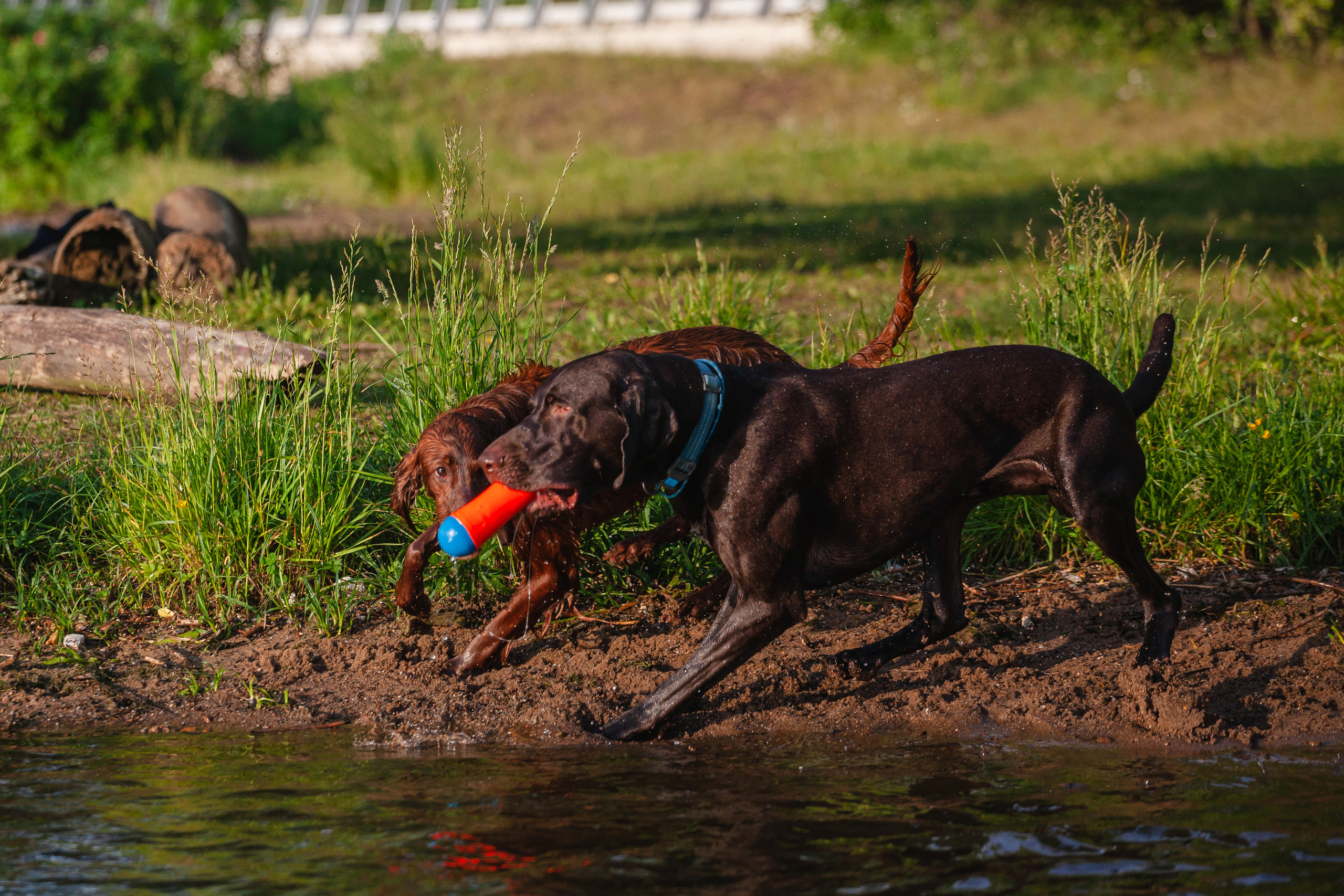 Рассветная съемка в ПКИО Северное Тушино. Фотограф-анималист Татьяна Степанова