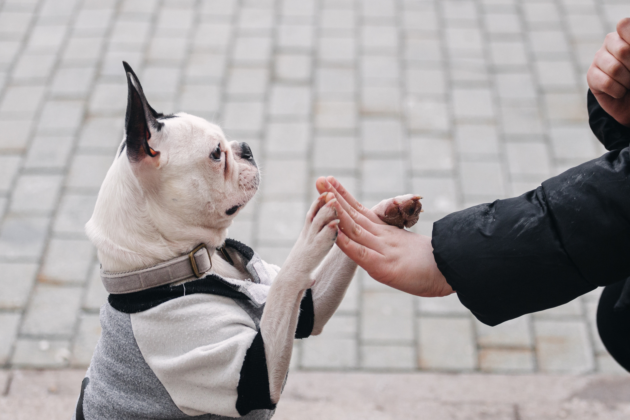 Василиса и Мира Кузнецкий мост. Фотограф-анималист Татьяна Степанова