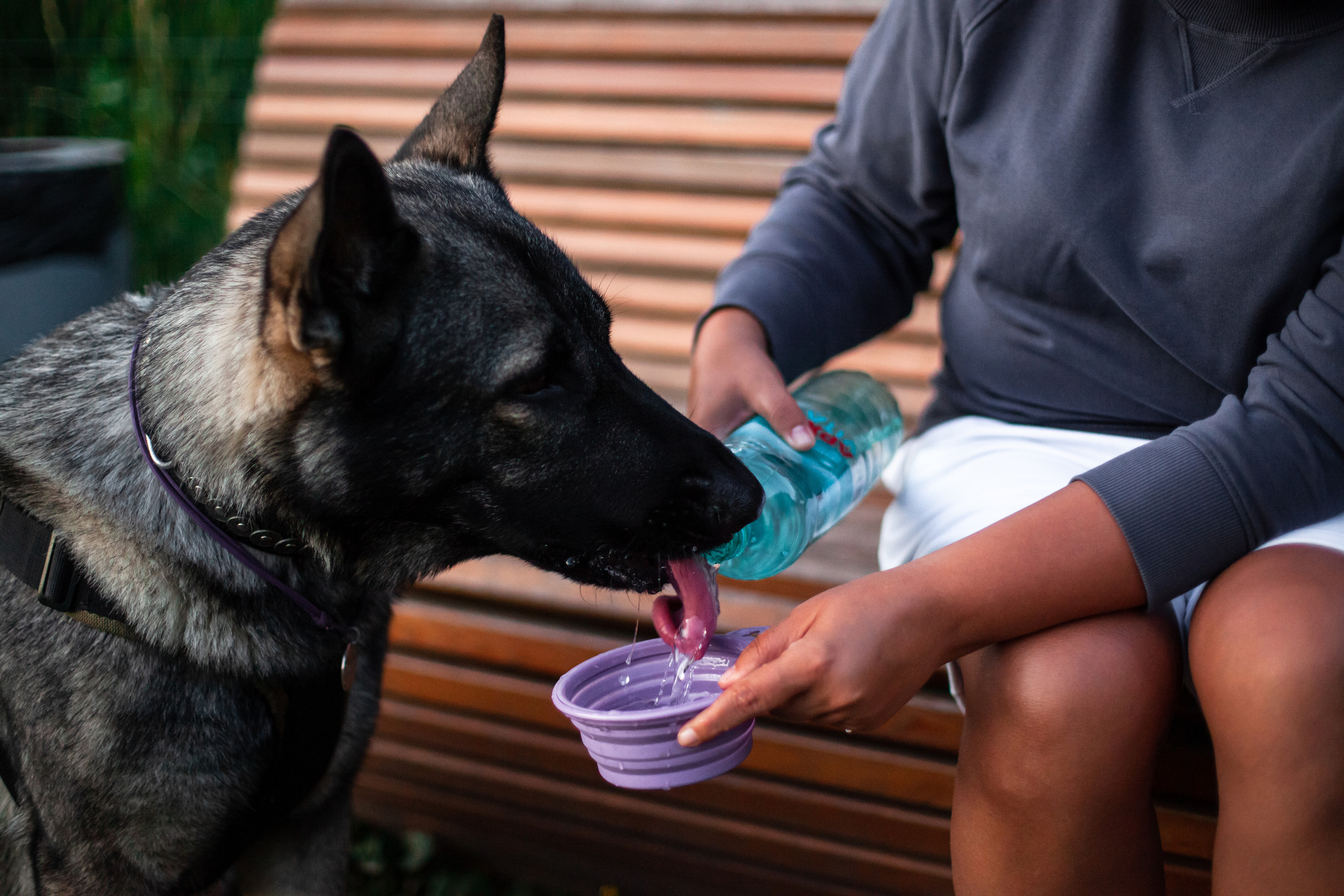 Занятие ЗКС+Выборка 2022. Фотограф-анималист Татьяна Степанова