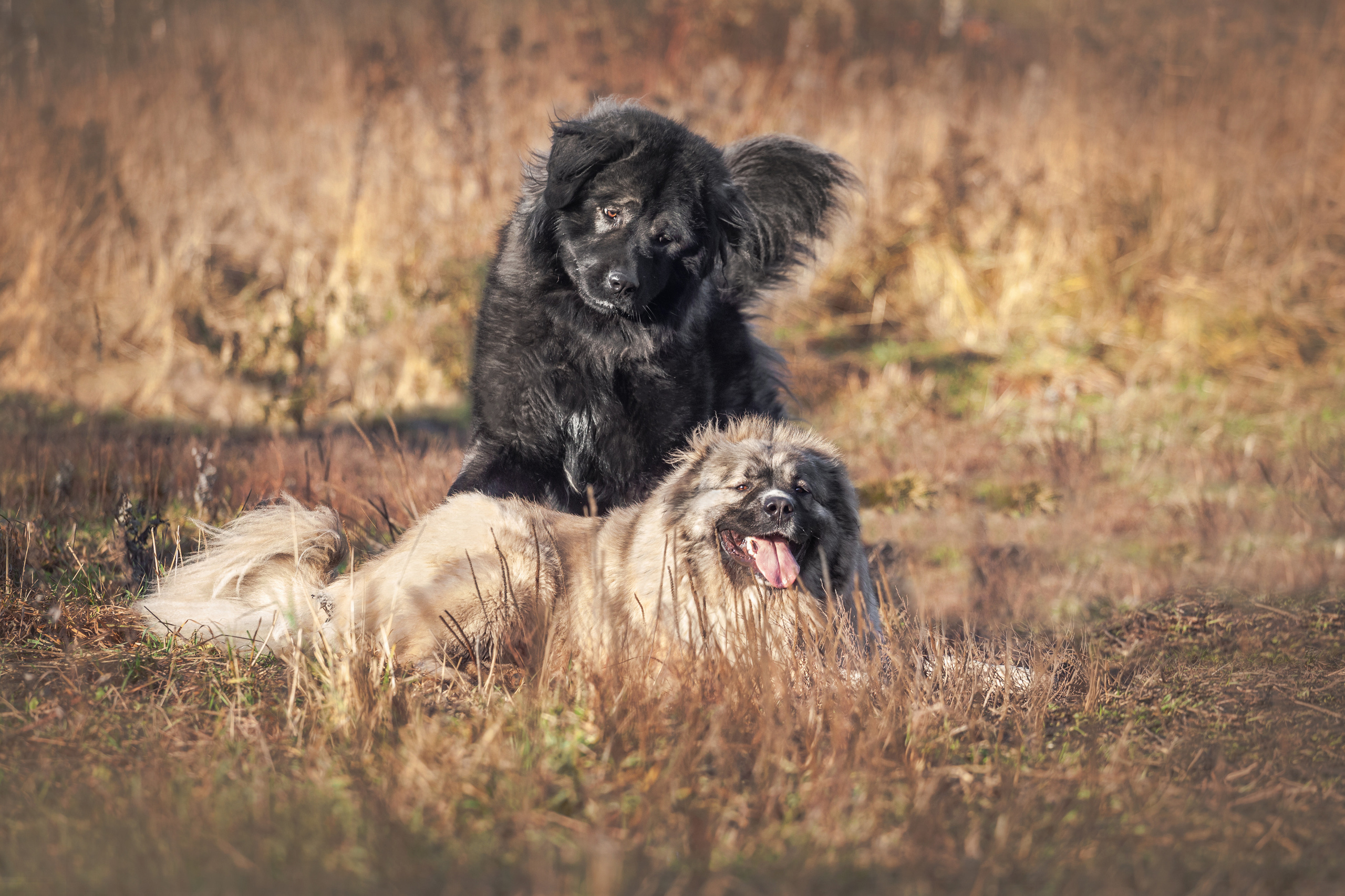 Фонд помощи кавказским овчаркам (Дудусик дог) 2022. Фотограф-анималист Татьяна Степанова
