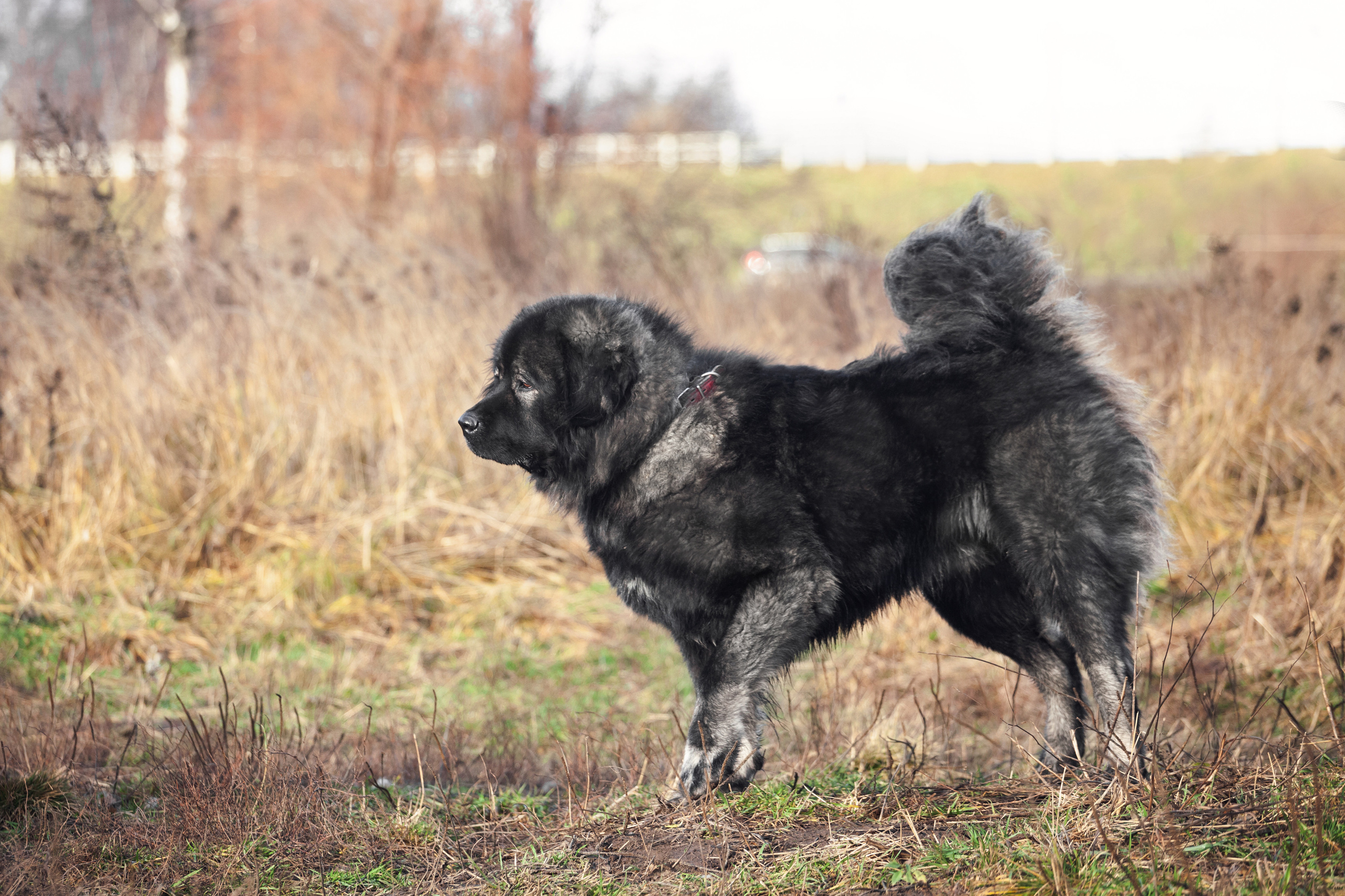 Фонд помощи кавказским овчаркам (Дудусик дог) 2022. Фотограф-анималист Татьяна Степанова