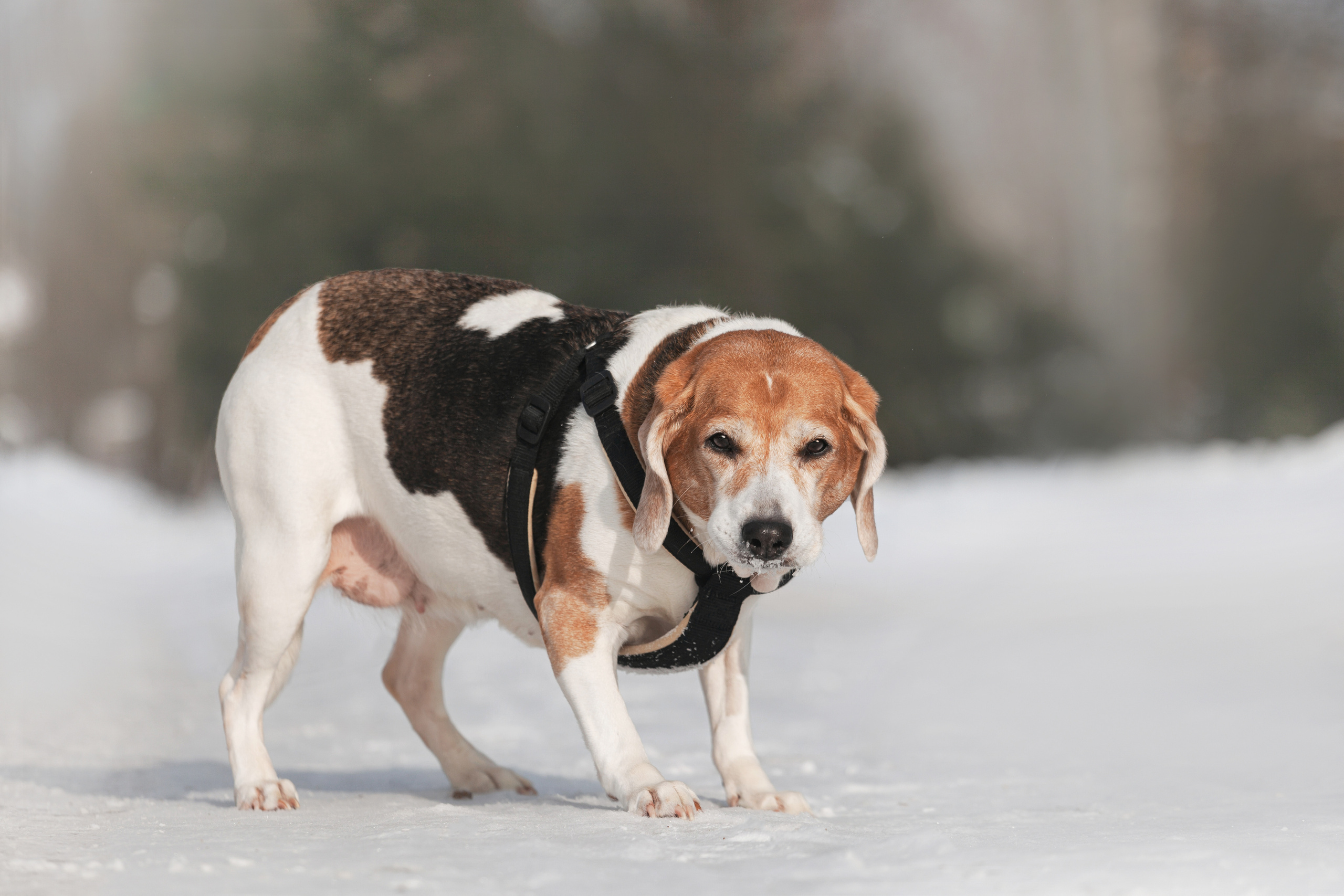 Группа помощи Дом для бигля 2023. Фотограф-анималист Татьяна Степанова
