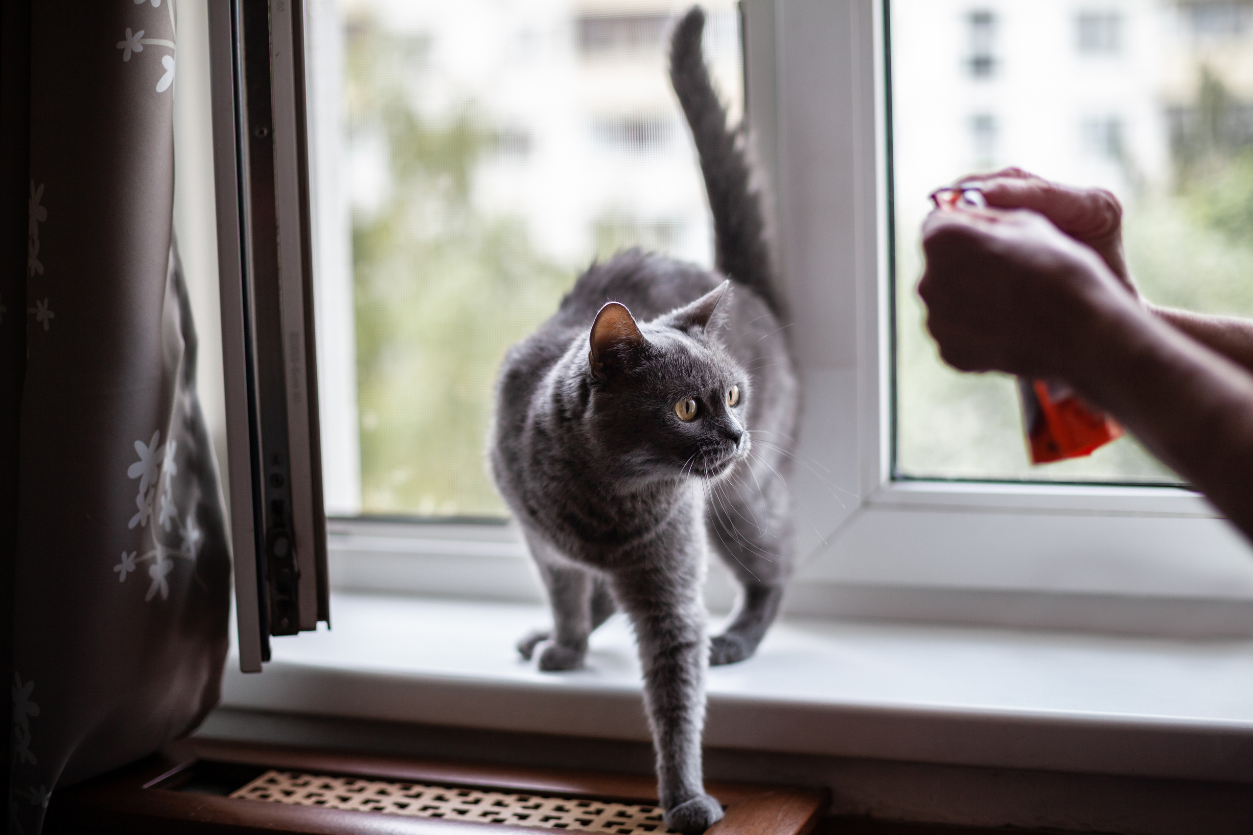 Кристи 2022. Фотограф-анималист Татьяна Степанова