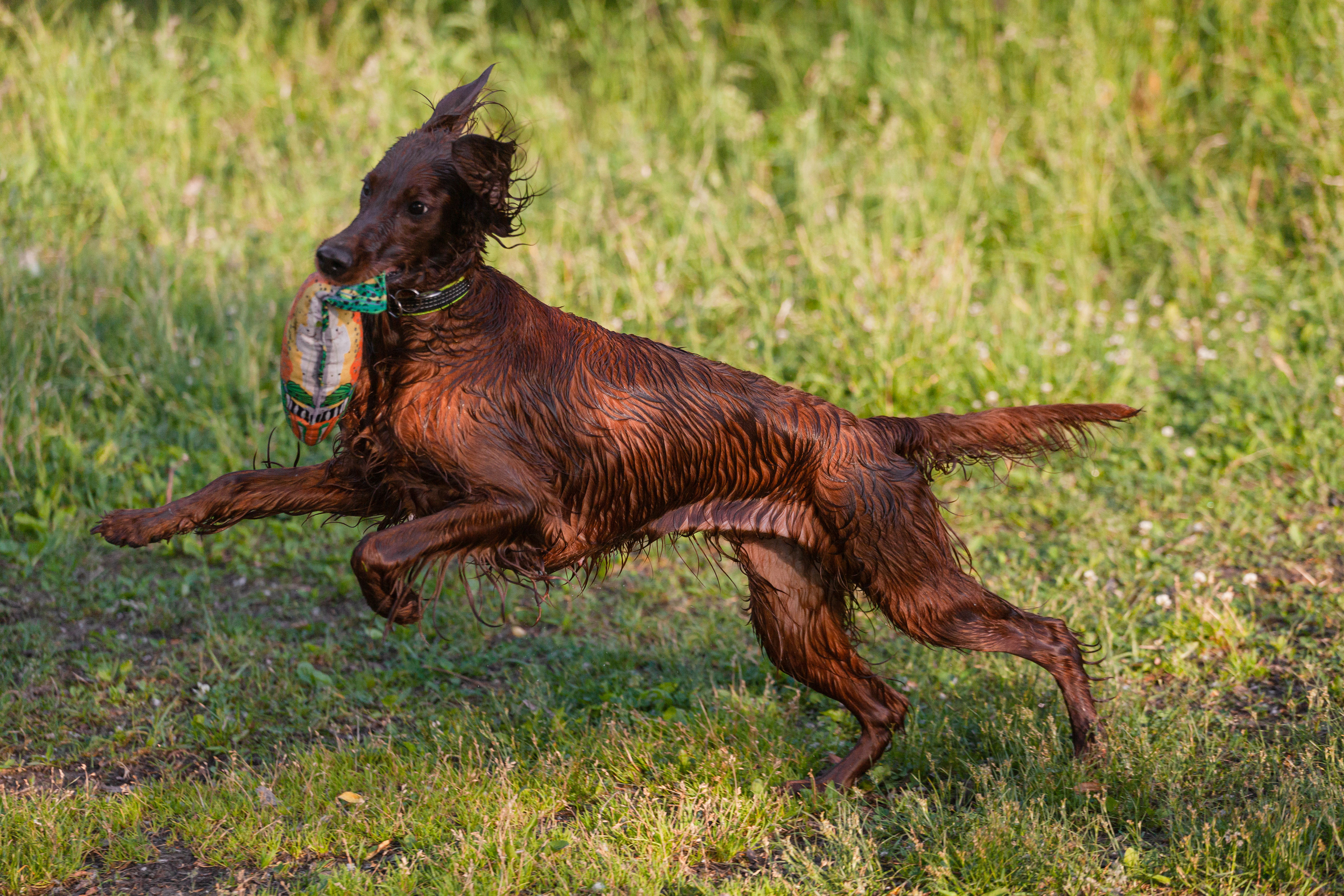 Рассветная съемка в ПКИО Северное Тушино. Фотограф-анималист Татьяна Степанова