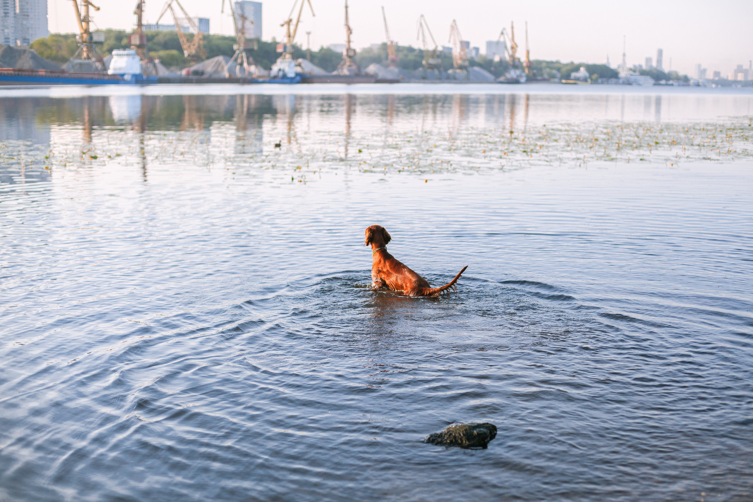 Рассветная съемка в ПКИО Северное Тушино. Фотограф-анималист Татьяна Степанова