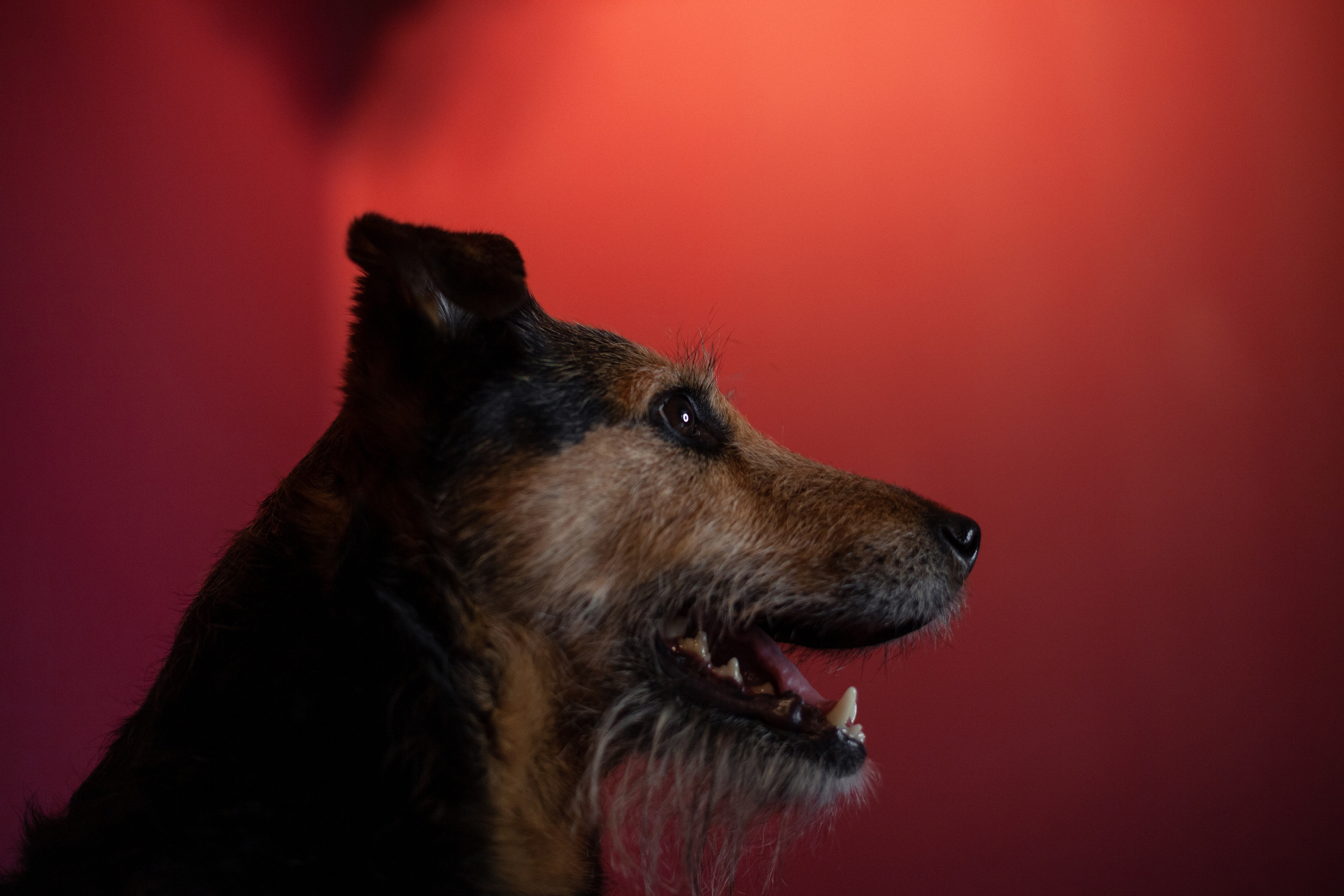 Лиза и Бренда. Фотограф-анималист Татьяна Степанова