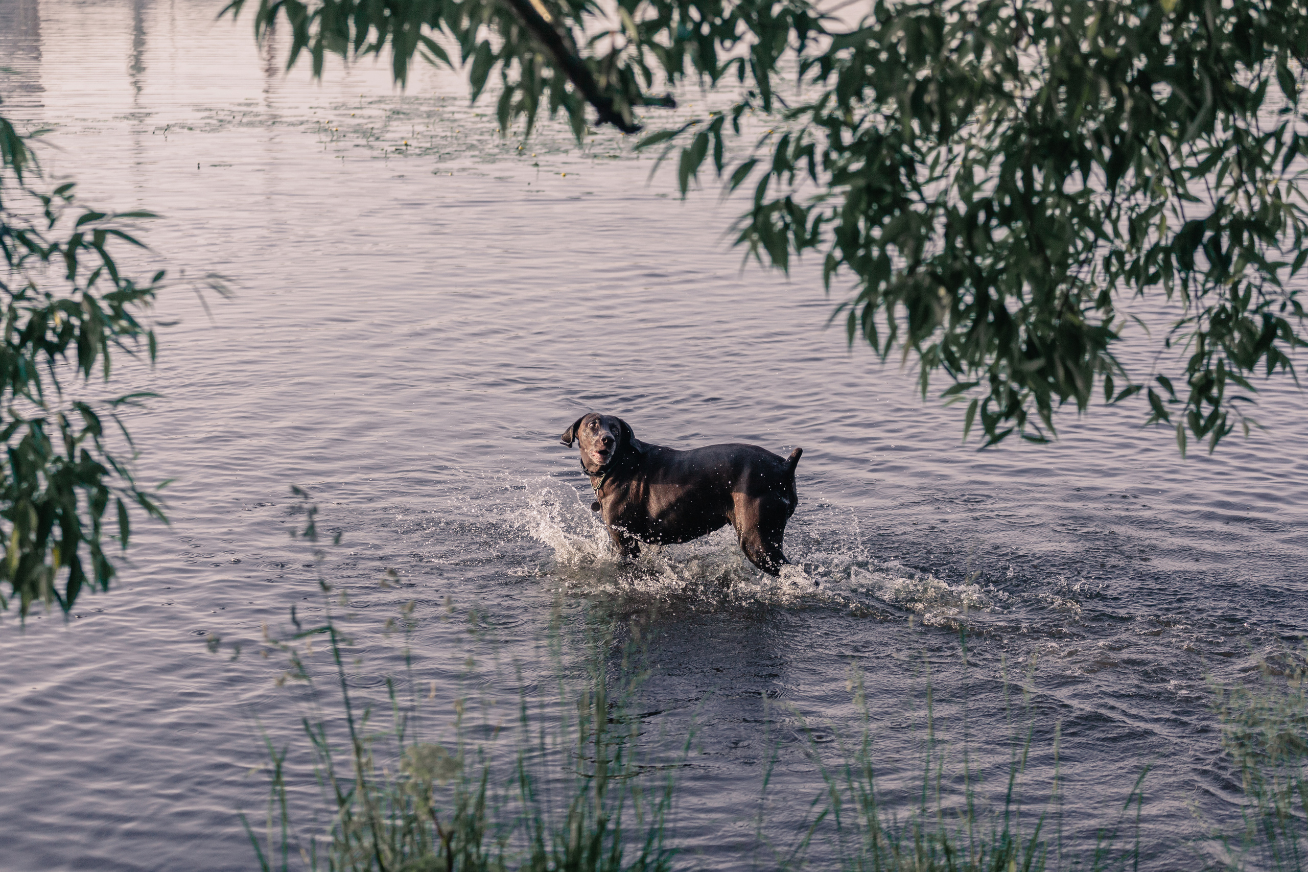 Рассветная съемка в ПКИО Северное Тушино. Фотограф-анималист Татьяна Степанова