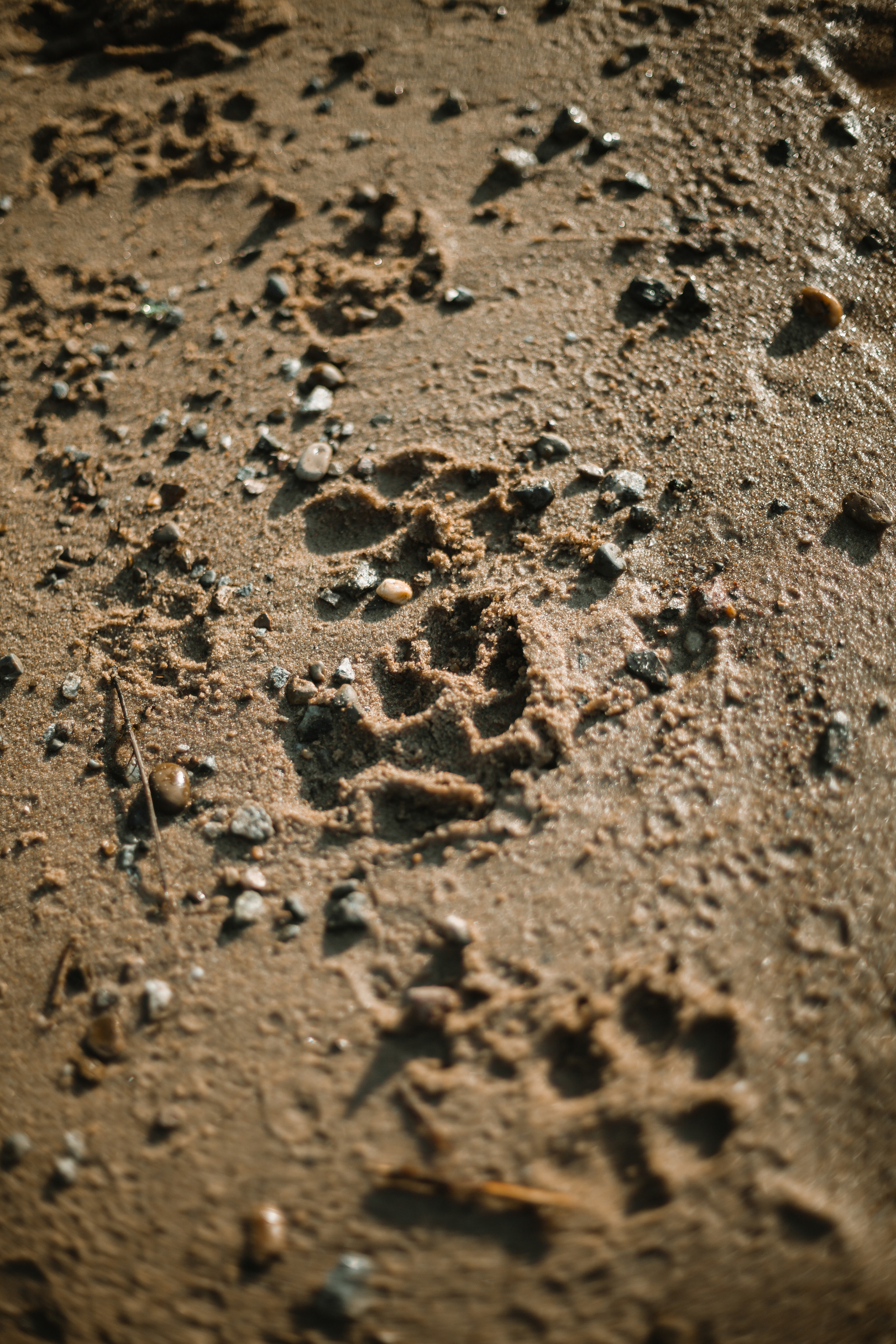 Рассветная съемка в ПКИО Северное Тушино. Фотограф-анималист Татьяна Степанова