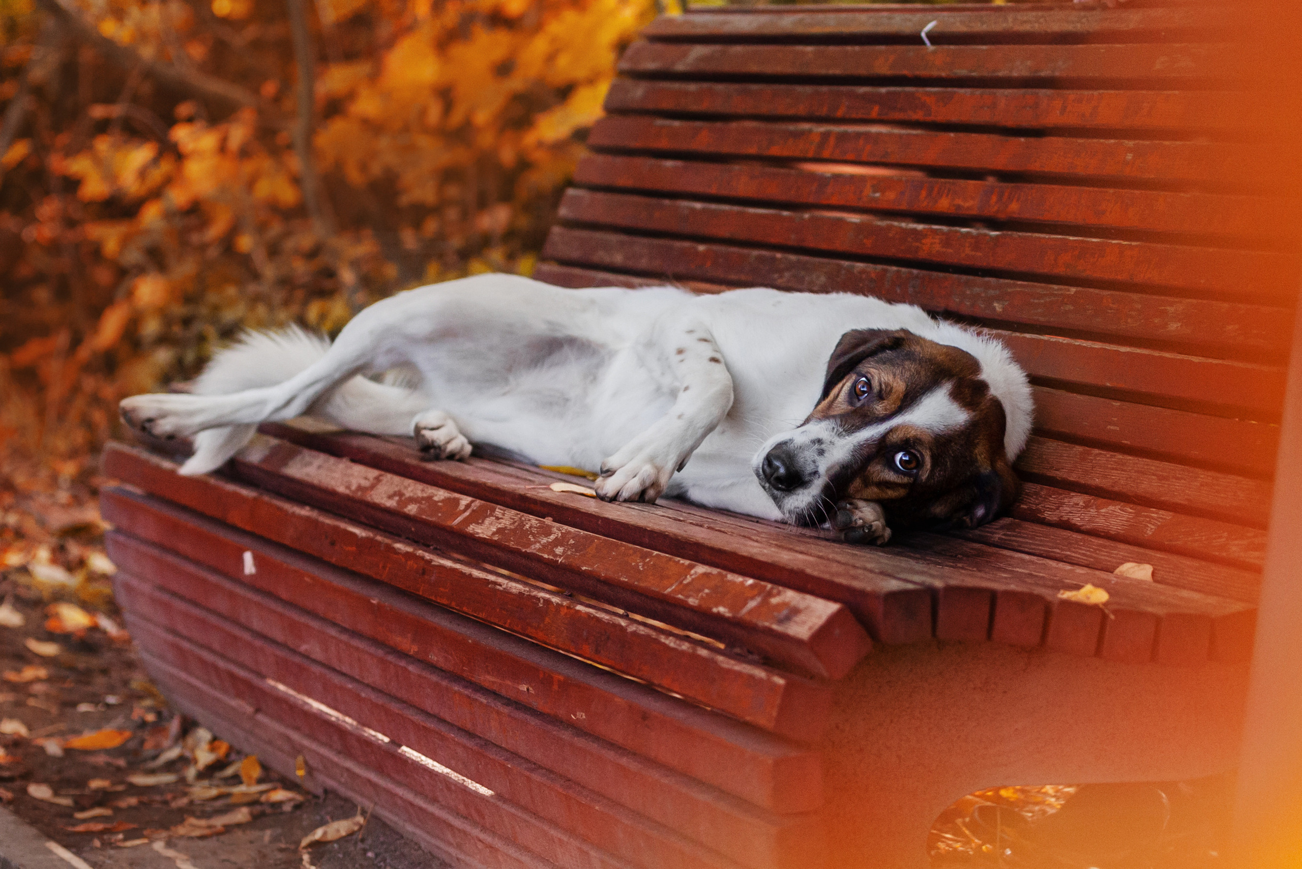 Барон и Лара 2022. Фотограф-анималист Татьяна Степанова