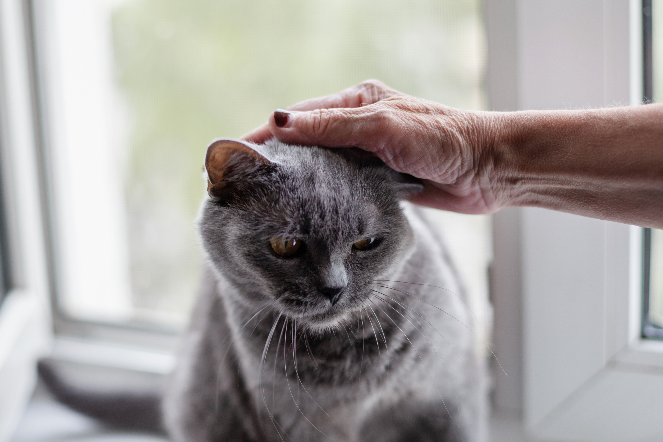 Кристи 2022. Фотограф-анималист Татьяна Степанова