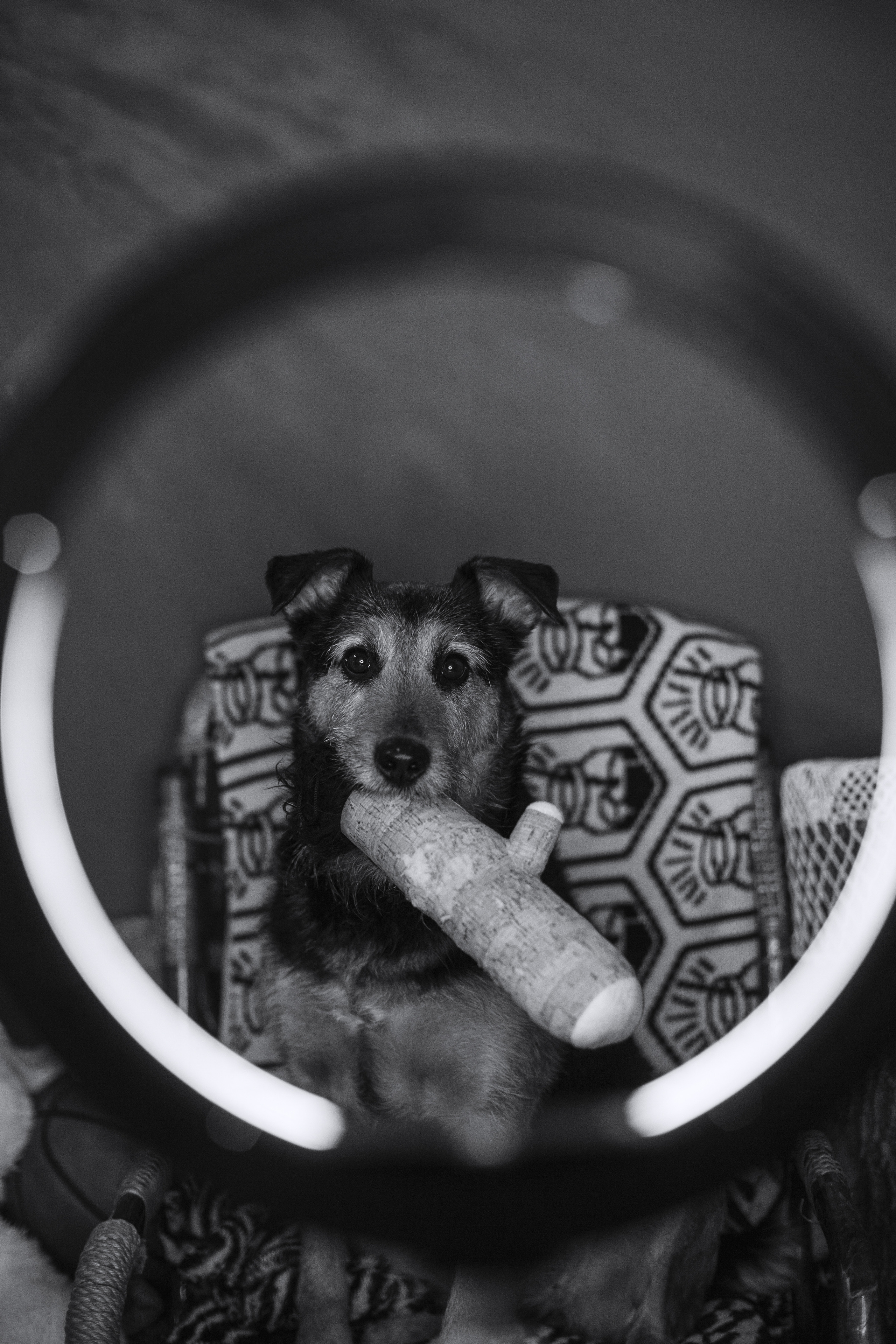 Лиза и Бренда. Фотограф-анималист Татьяна Степанова