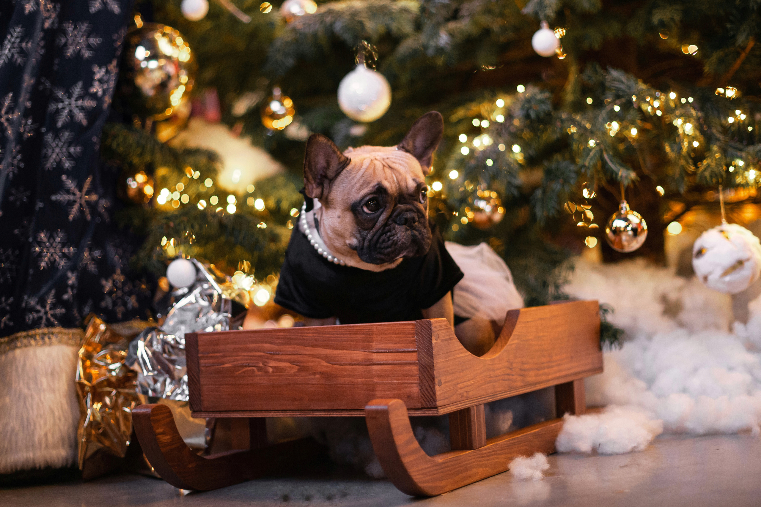 Бульелка 2022. Фотограф-анималист Татьяна Степанова