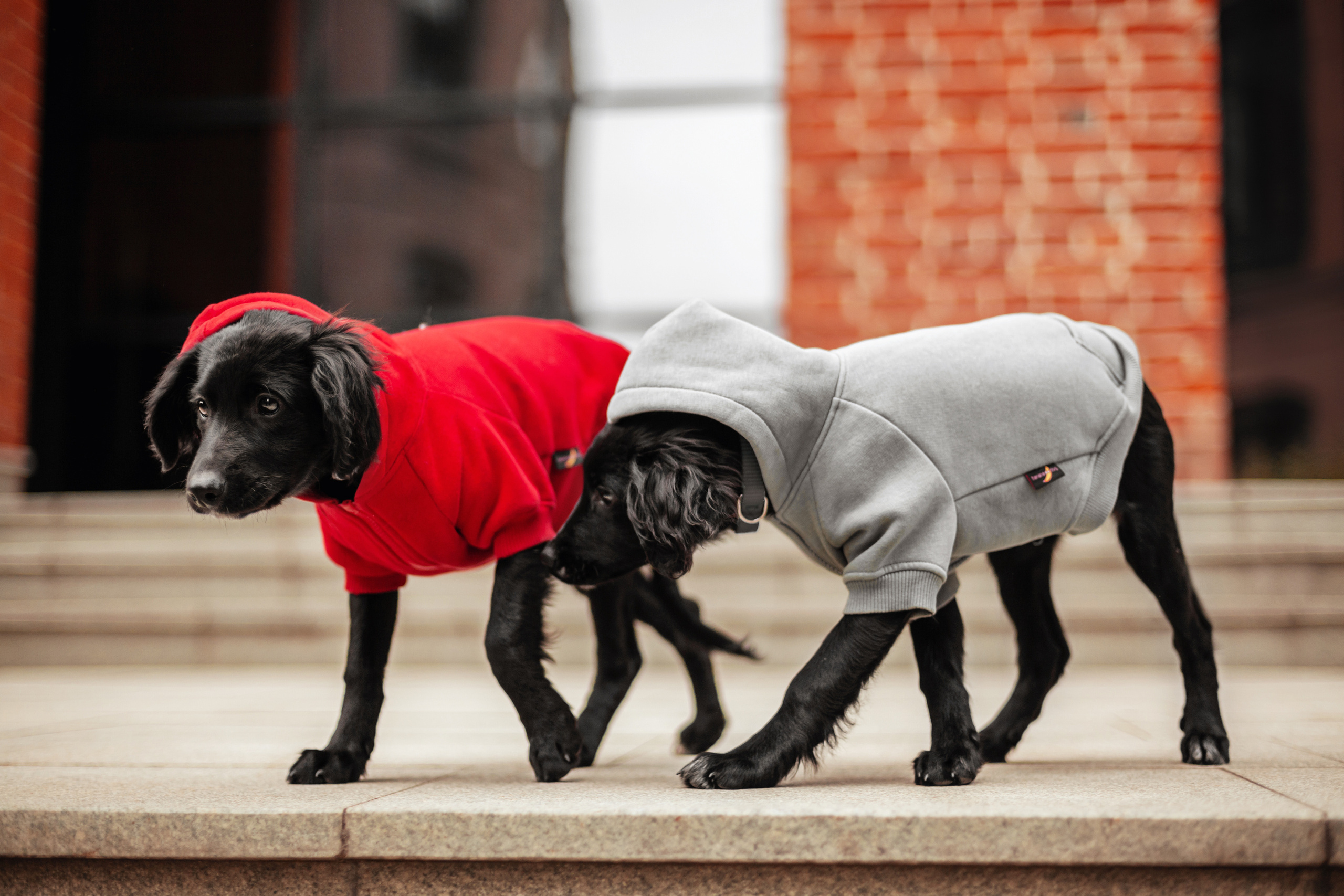 Пара щенков 2022. Фотограф-анималист Татьяна Степанова