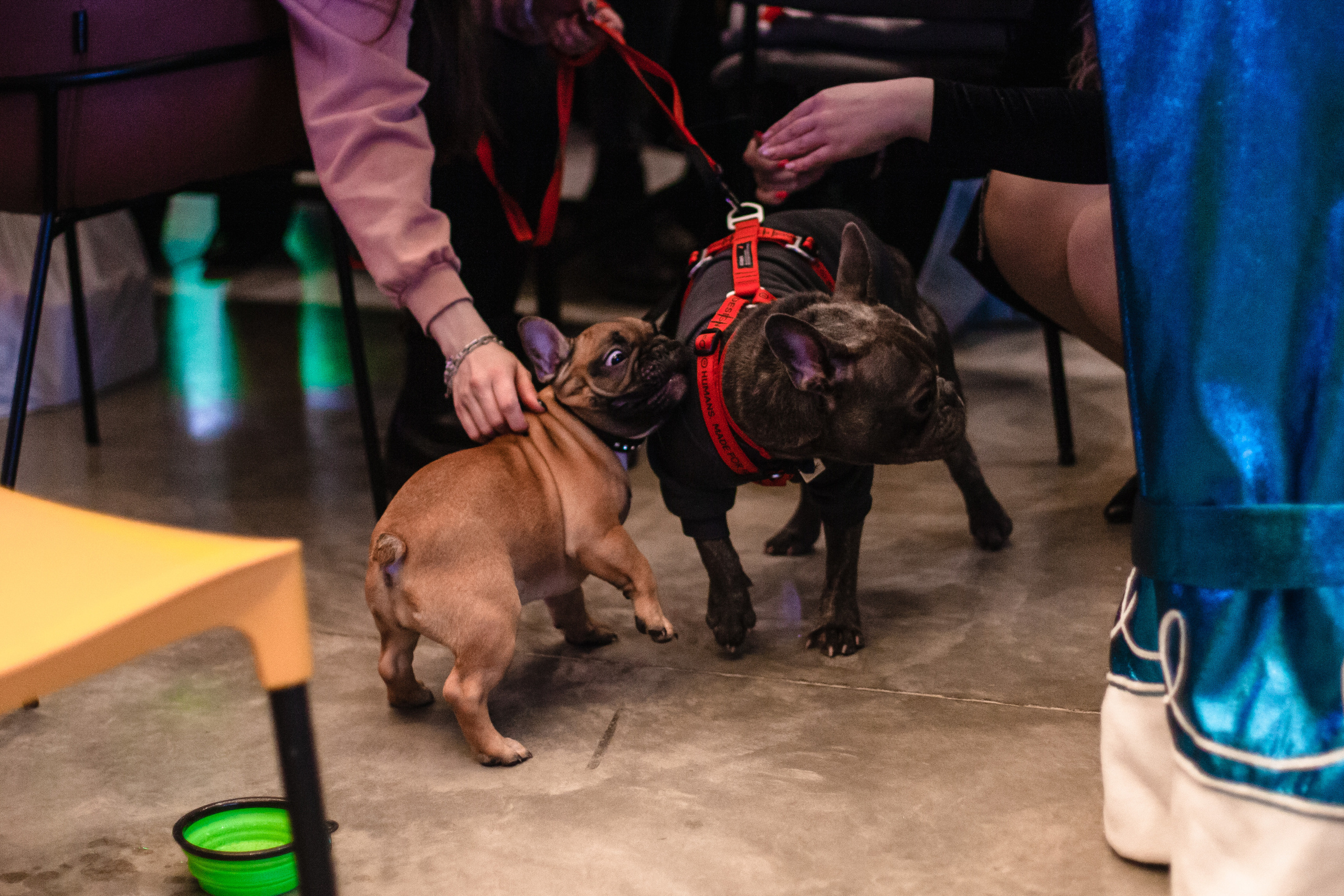 Бульелка 2022. Фотограф-анималист Татьяна Степанова