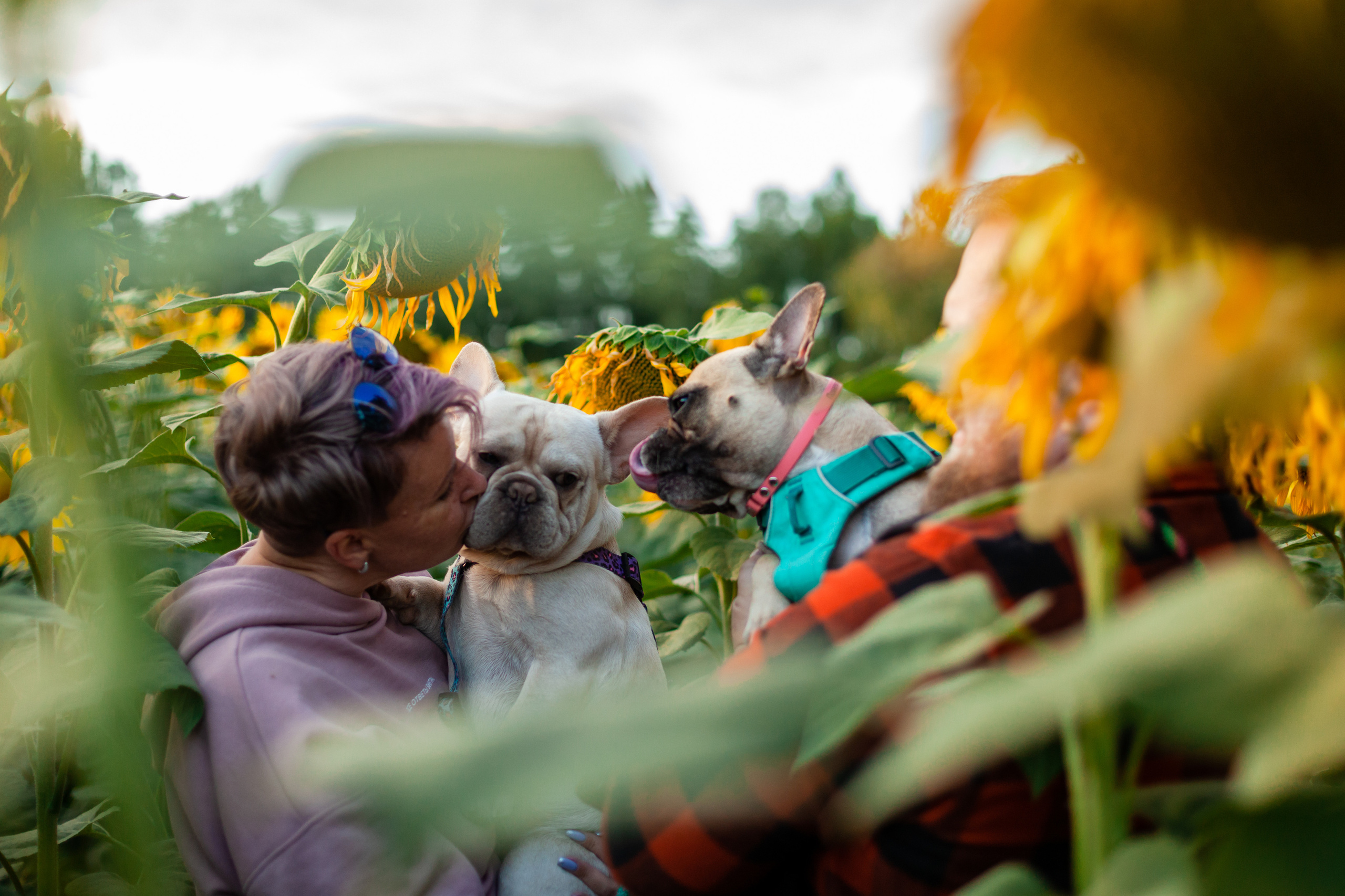 Коломна, стога и подсолнухи. Фотограф-анималист Татьяна Степанова