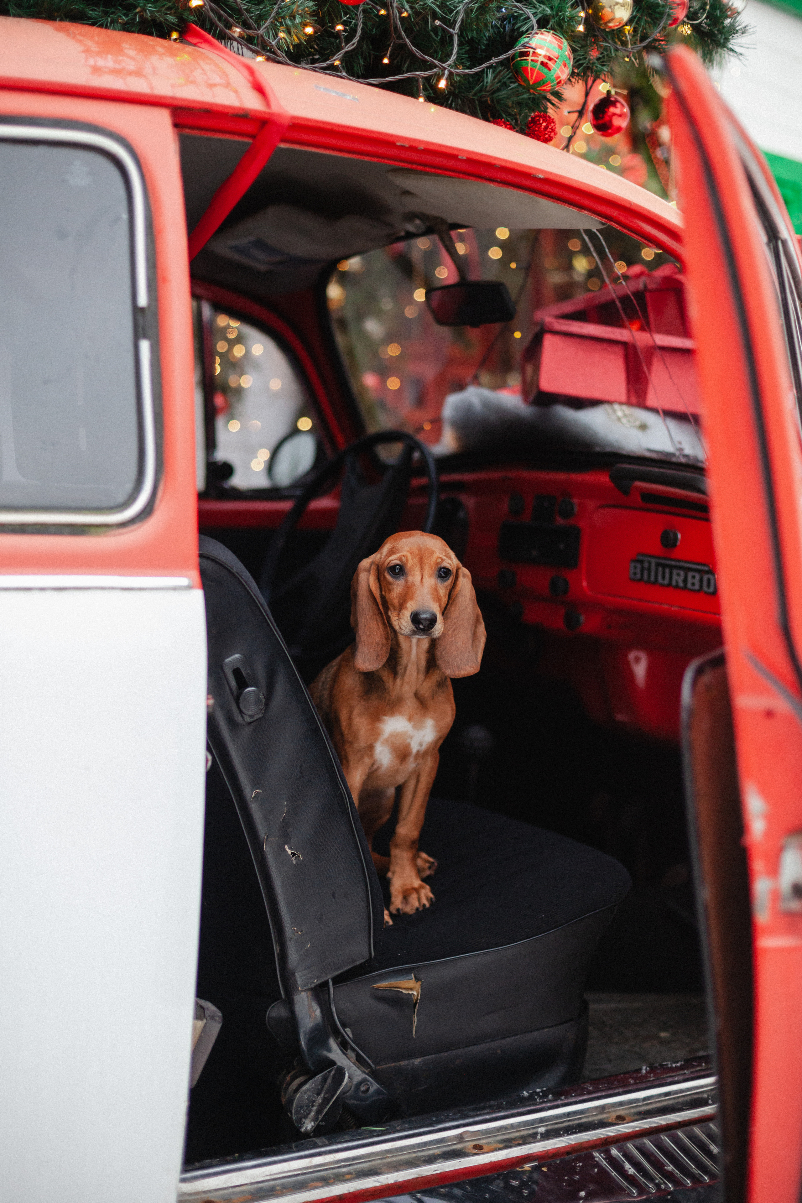 Новогодняя серия с ретромашиной. Фотограф-анималист Татьяна Степанова