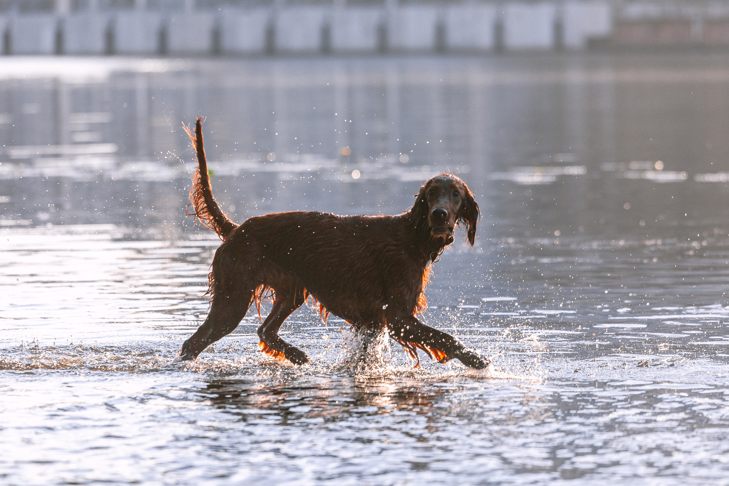 Рассветная съемка в ПКИО Северное Тушино. Фотограф-анималист Татьяна Степанова