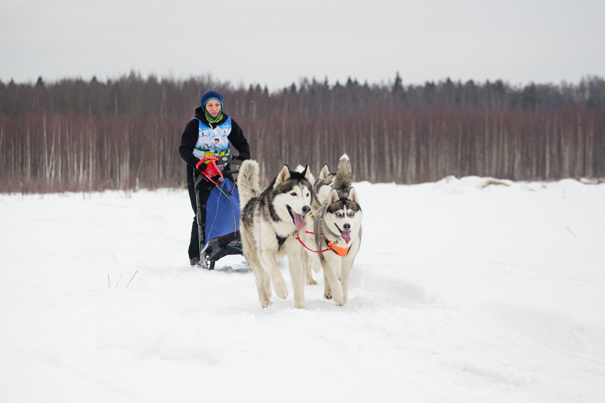 Холодные игры 28 февраля 2022. Фотограф-анималист Татьяна Степанова