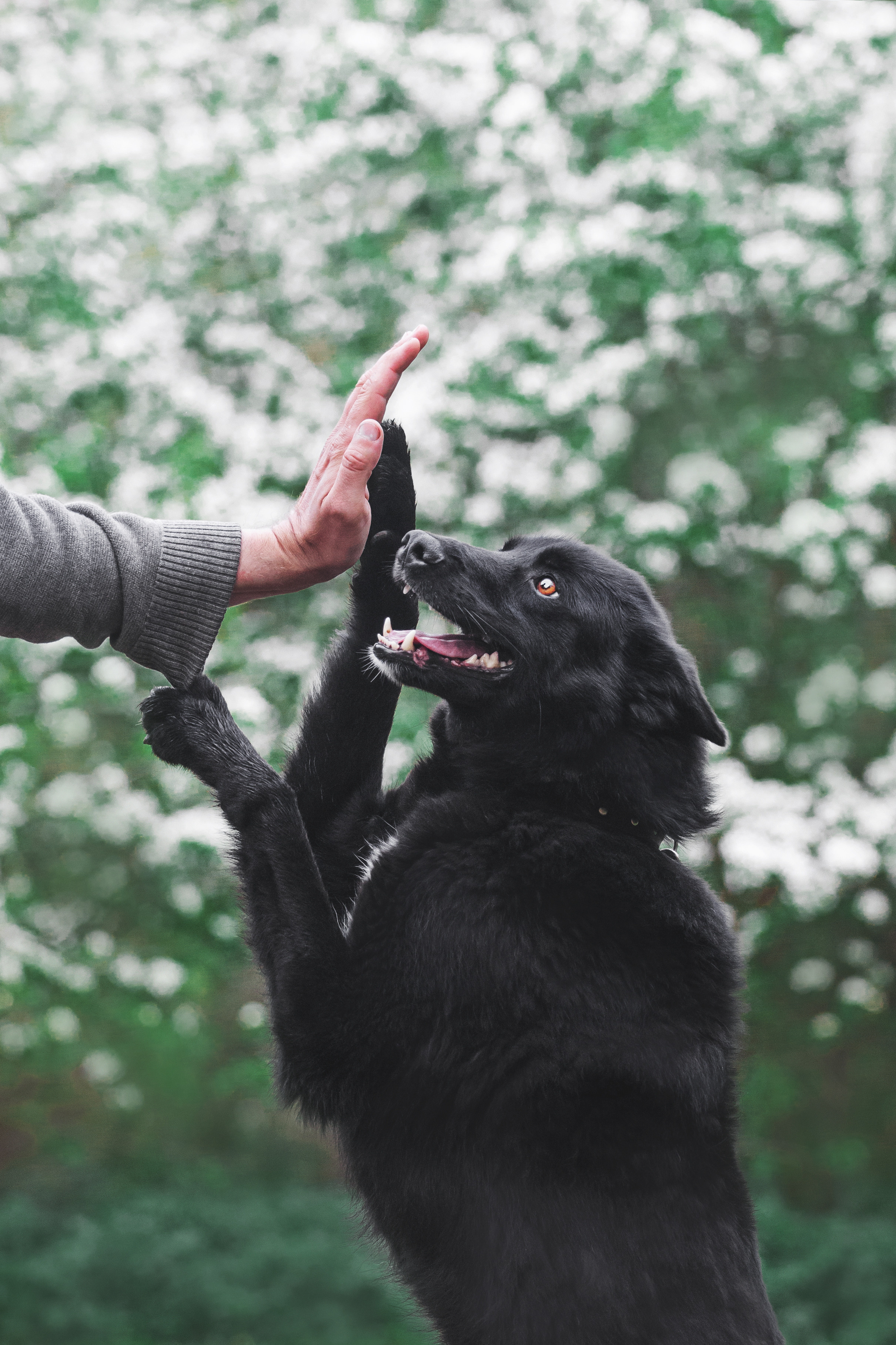 Съемка 3 собак в цветении 2023. Фотограф-анималист Татьяна Степанова