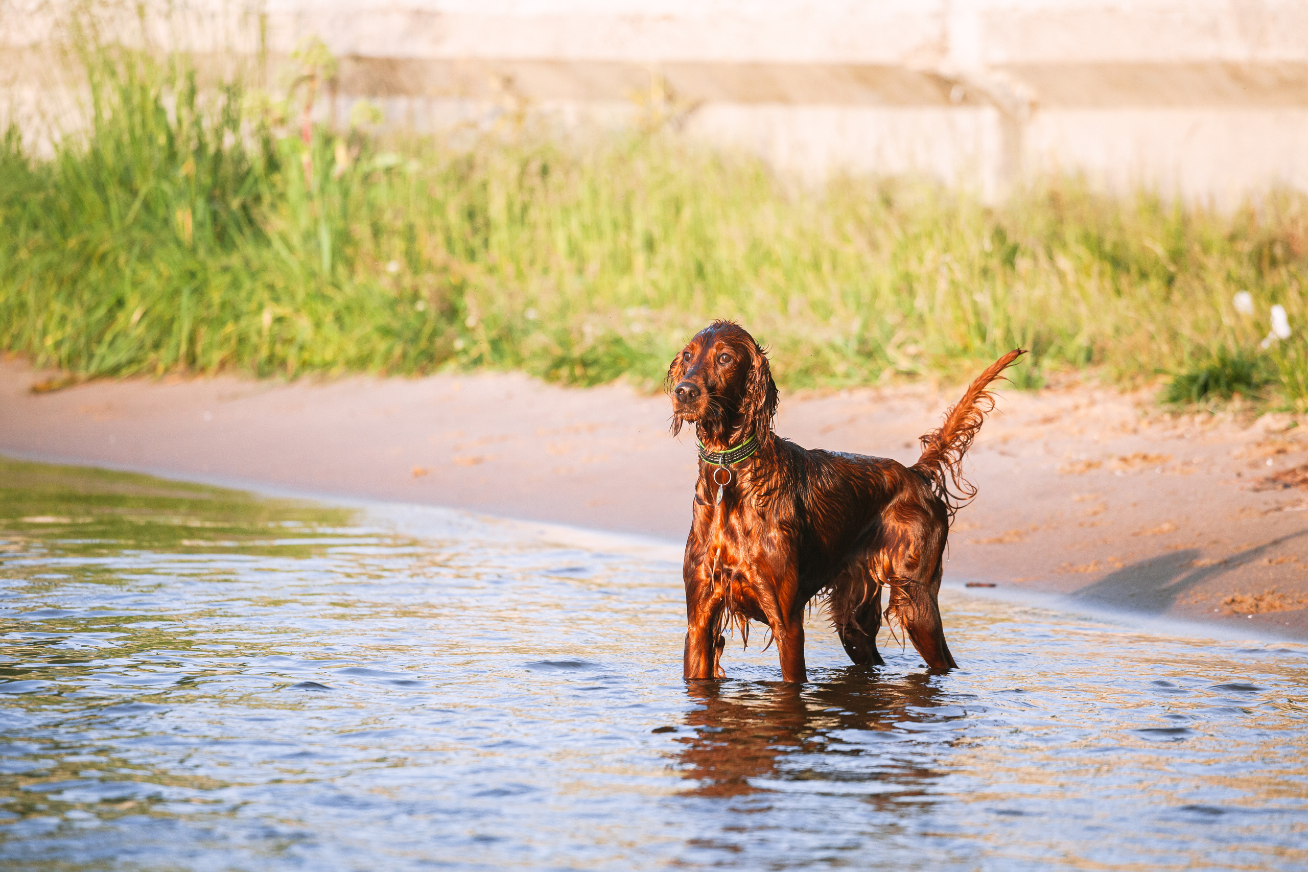 Рассветная съемка в ПКИО Северное Тушино. Фотограф-анималист Татьяна Степанова
