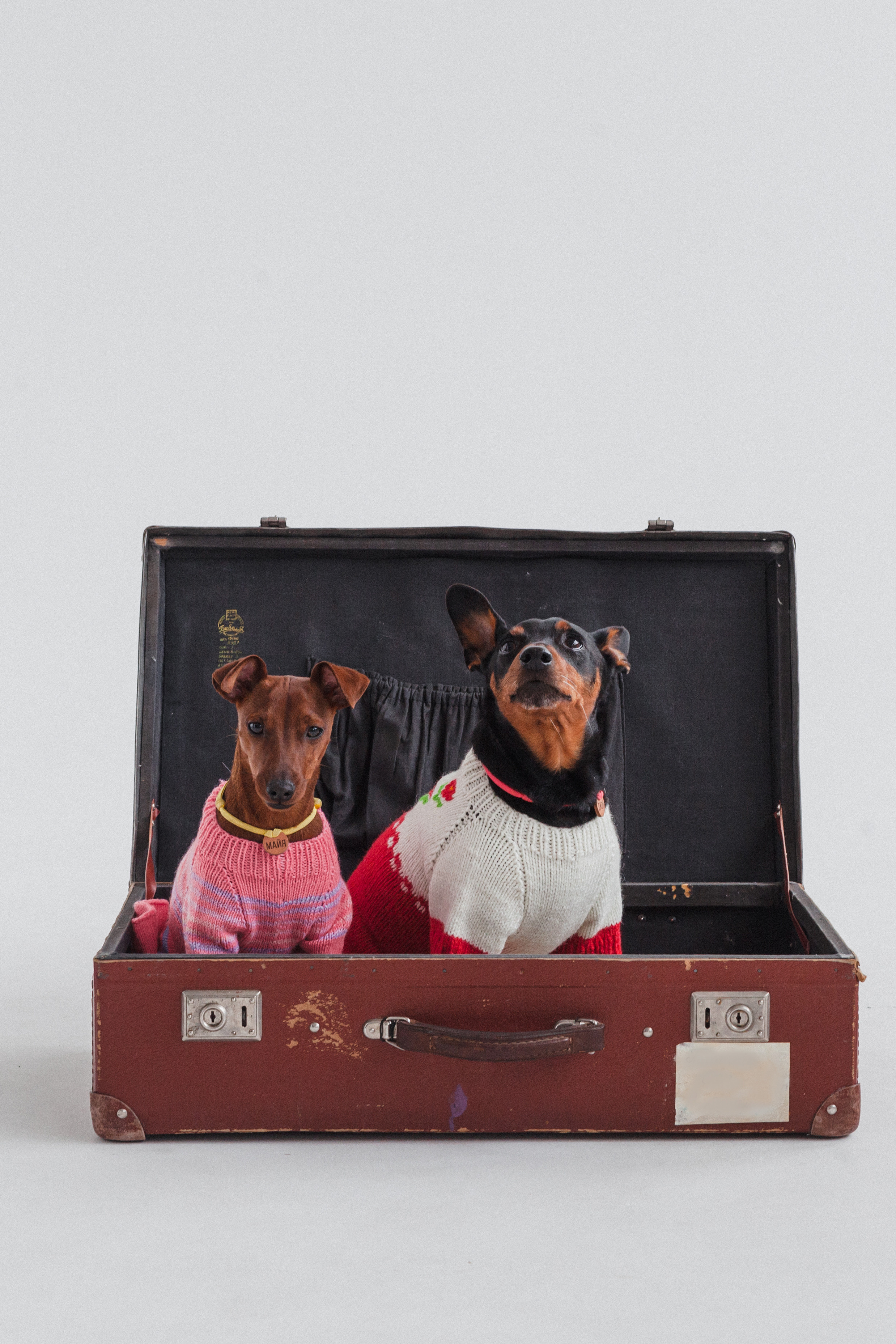 Александра и пинчеры Майя и Джой. Фотограф-анималист Татьяна Степанова