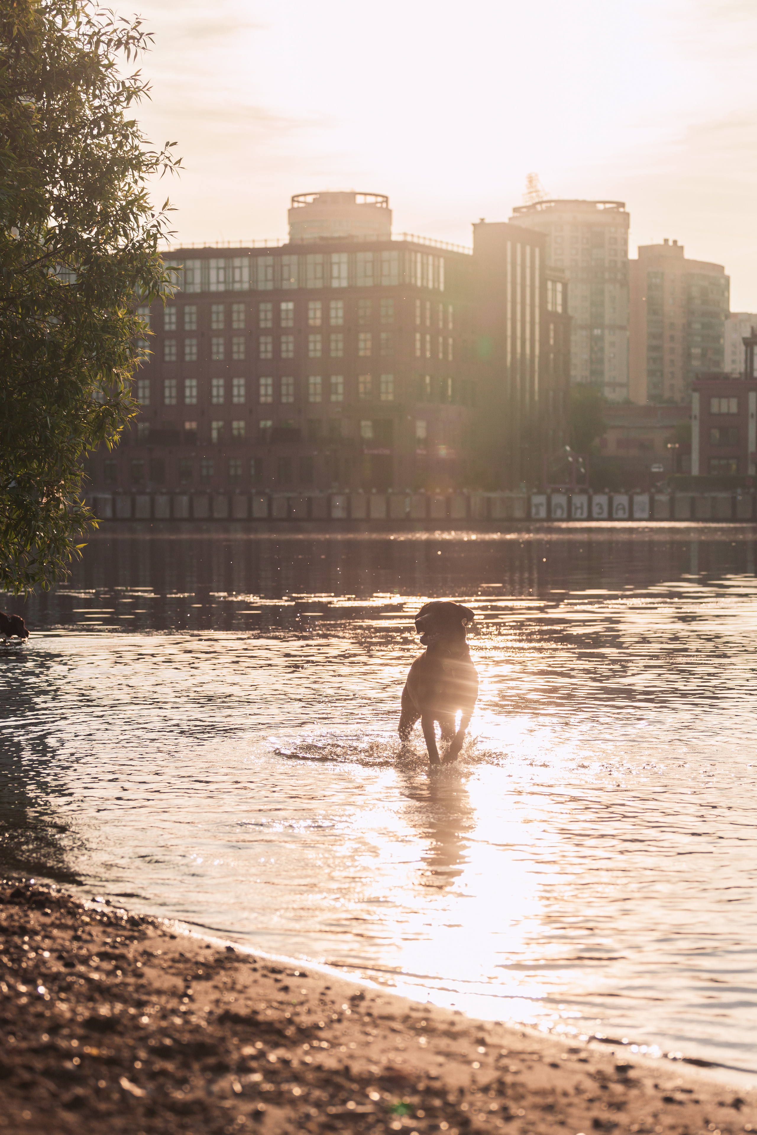 Рассветная съемка в ПКИО Северное Тушино. Фотограф-анималист Татьяна Степанова
