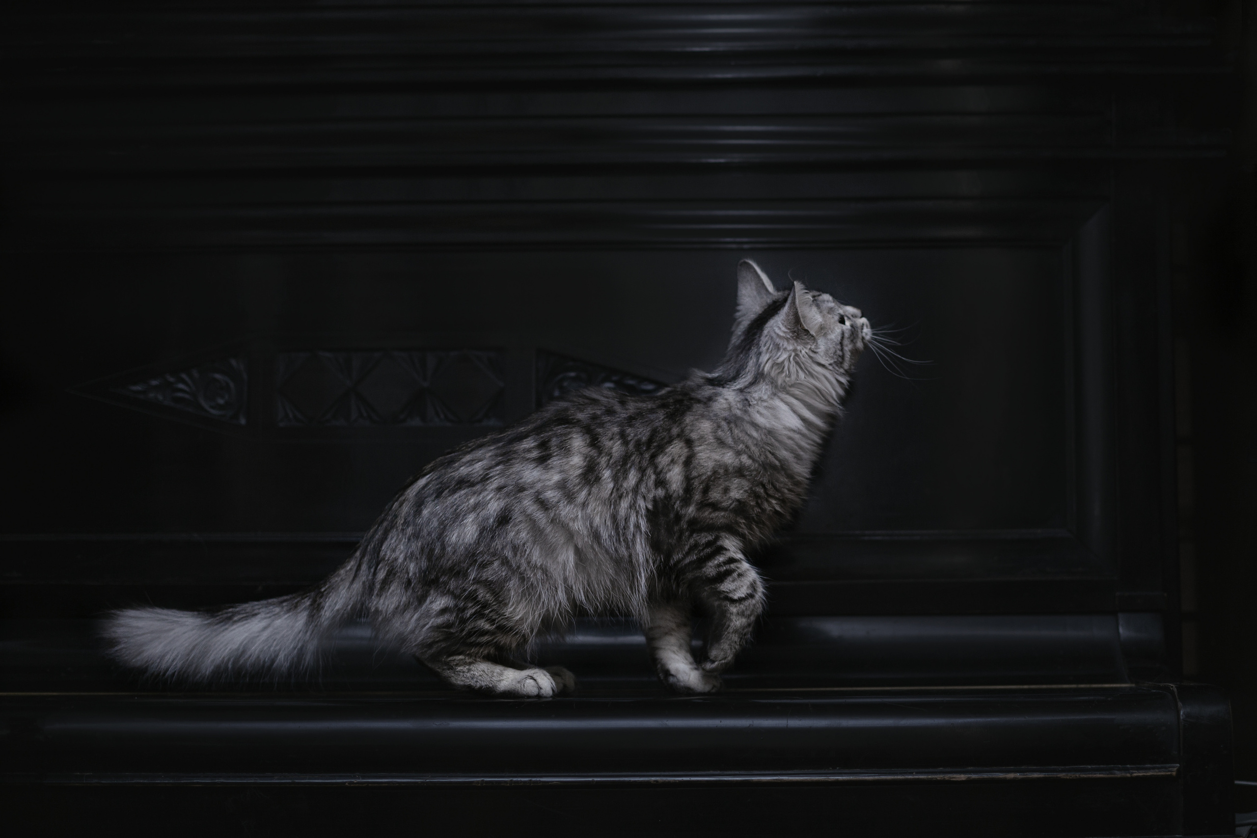 Космос 2023. Фотограф-анималист Татьяна Степанова