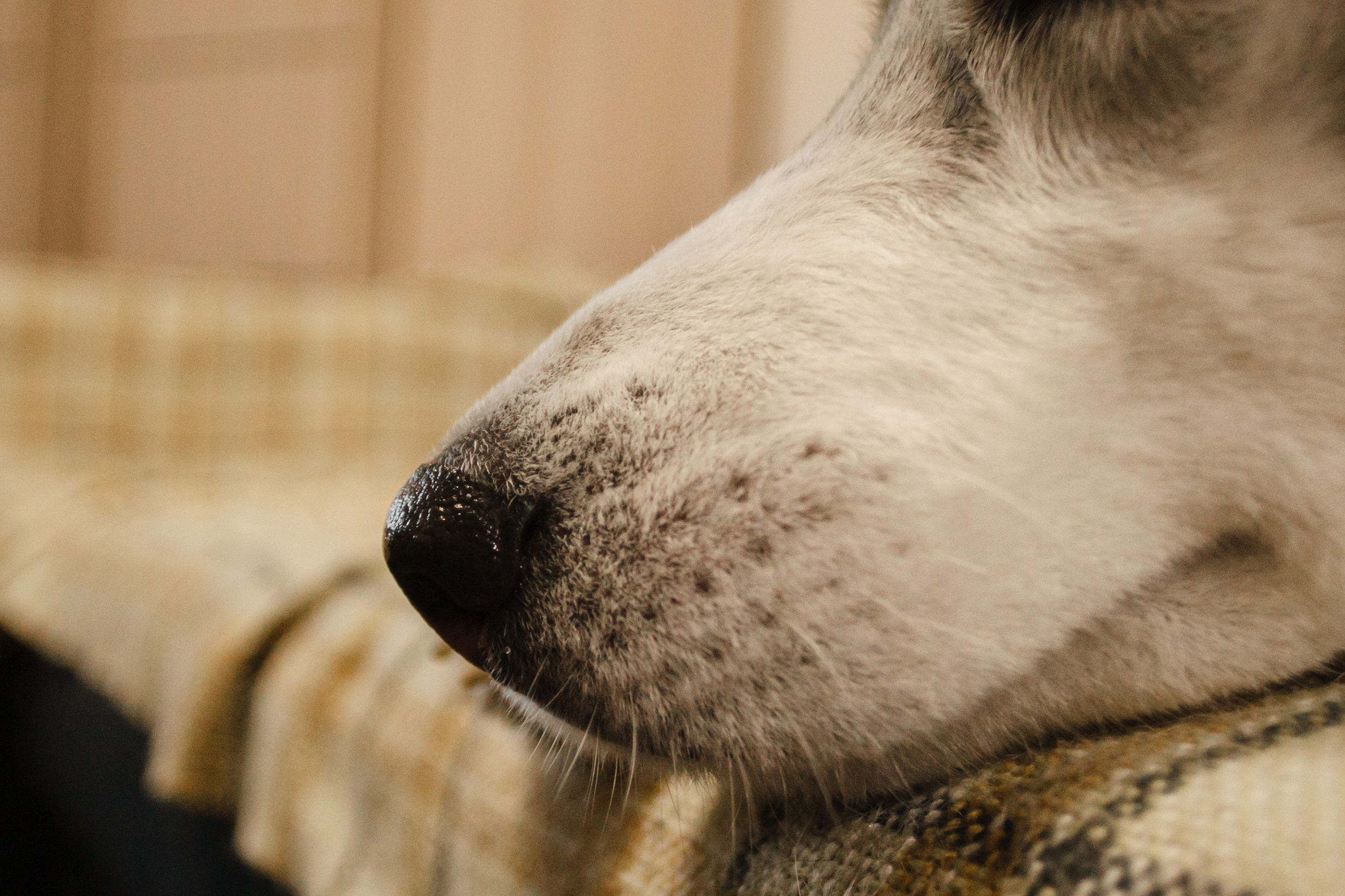 Киба и Аки. Фотограф-анималист Татьяна Степанова