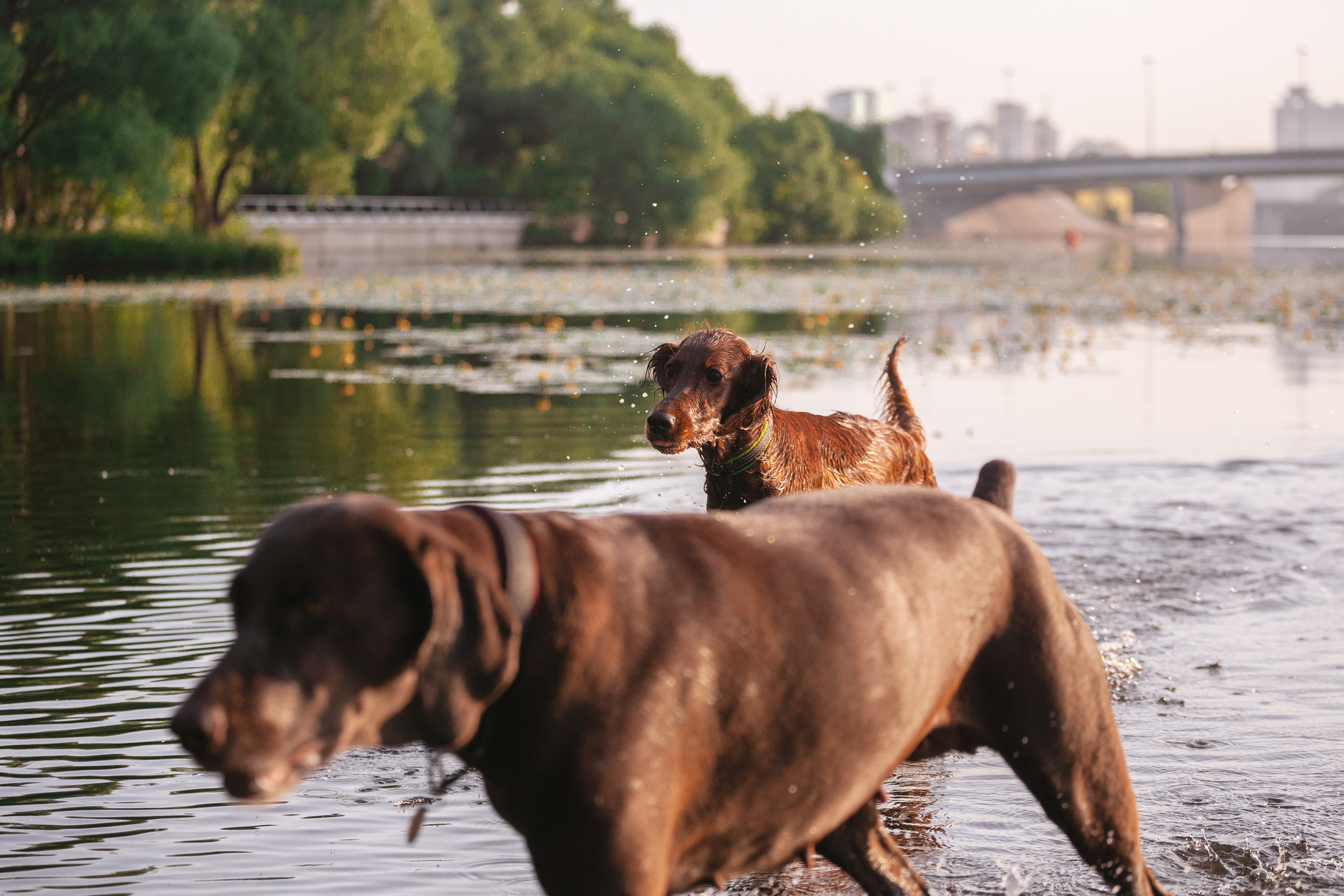 Рассветная съемка в ПКИО Северное Тушино. Фотограф-анималист Татьяна Степанова