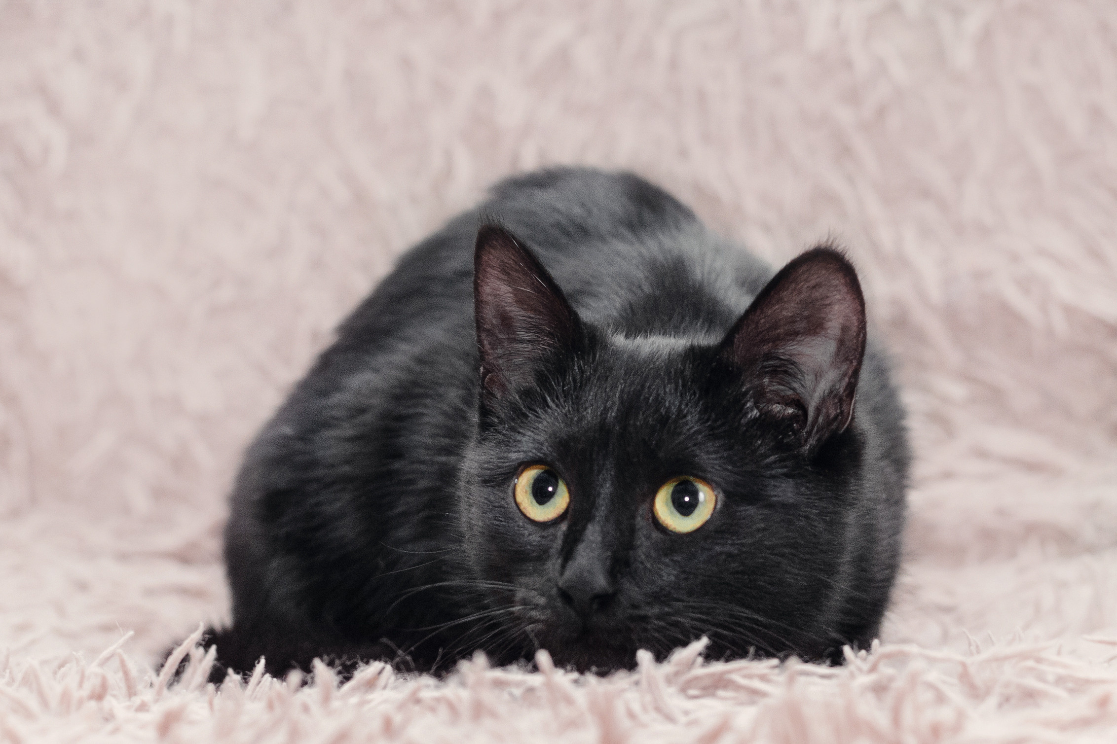 Домашняя съемка 2 собак и кошки 2023. Фотограф-анималист Татьяна Степанова