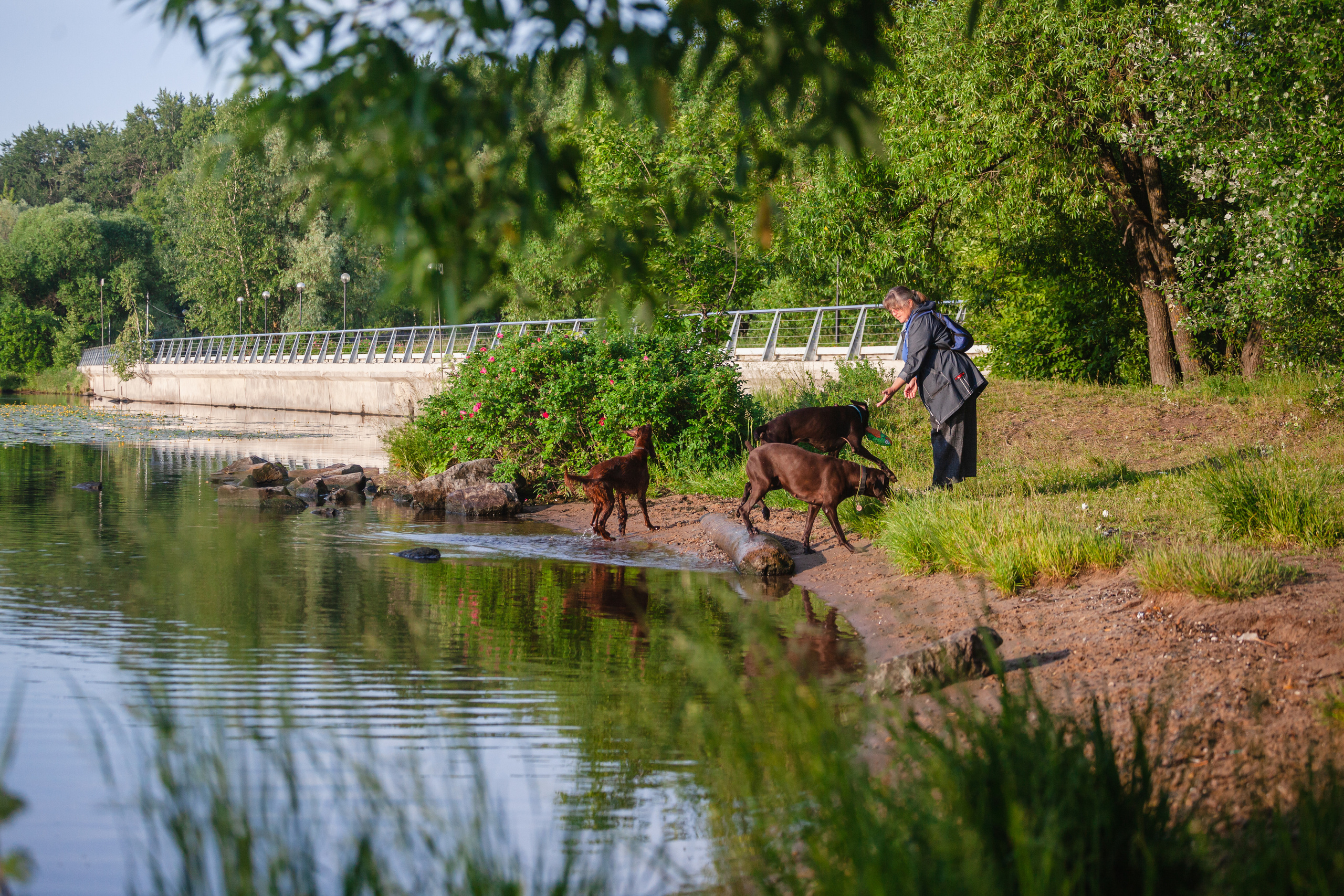 Рассветная съемка в ПКИО Северное Тушино. Фотограф-анималист Татьяна Степанова