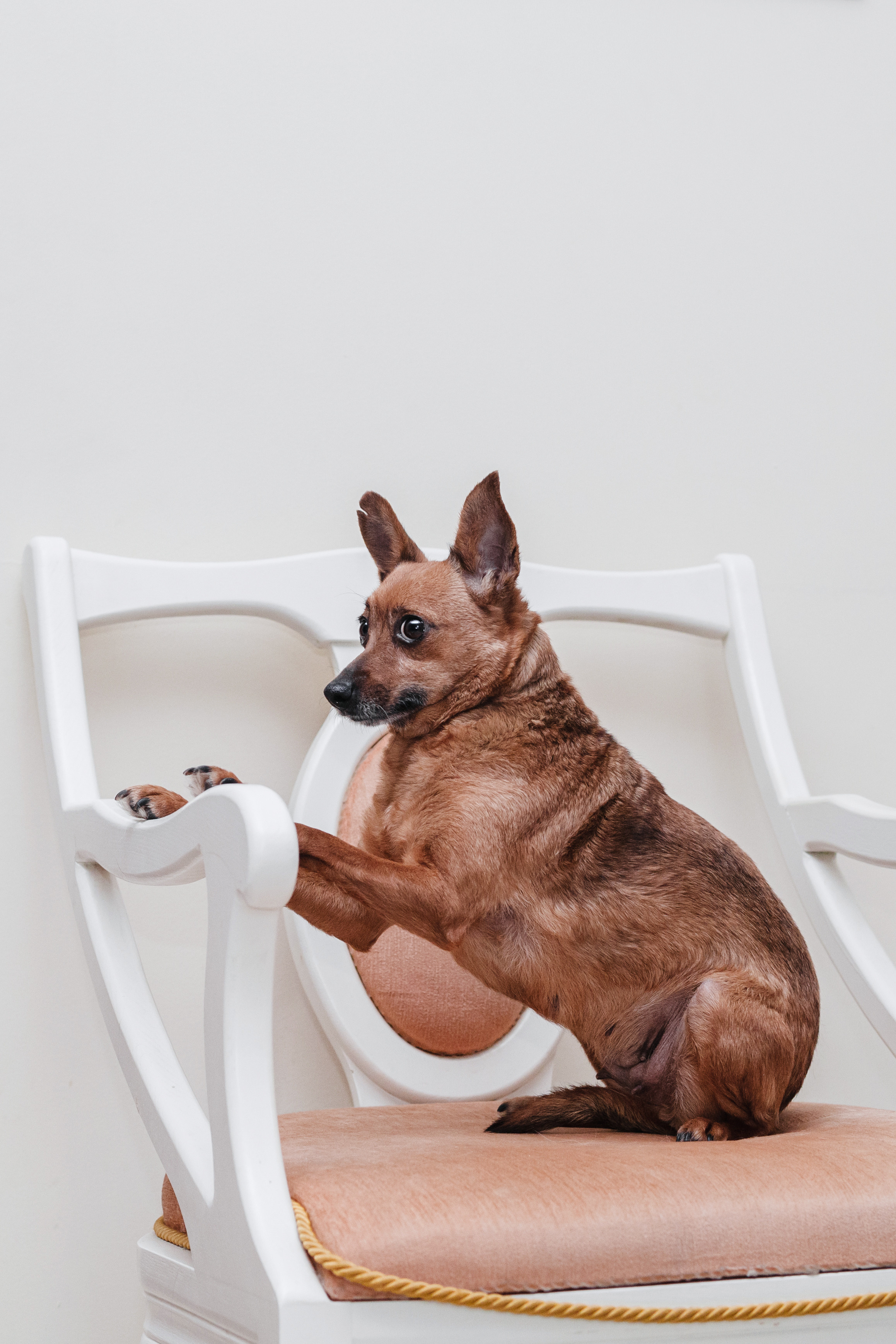 Домашняя съемка 2 собак и кошки 2023. Фотограф-анималист Татьяна Степанова