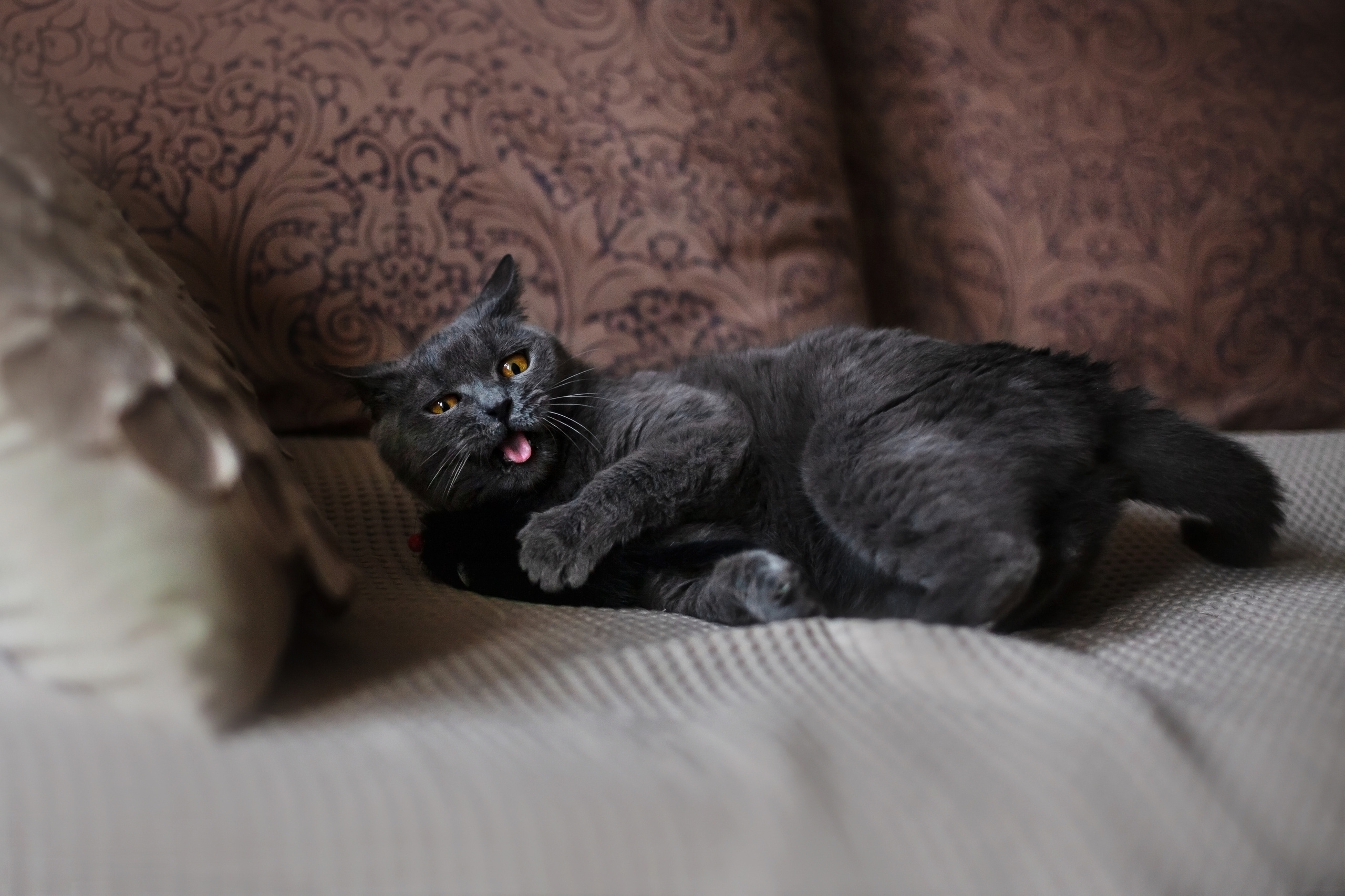 Кристи 2022. Фотограф-анималист Татьяна Степанова