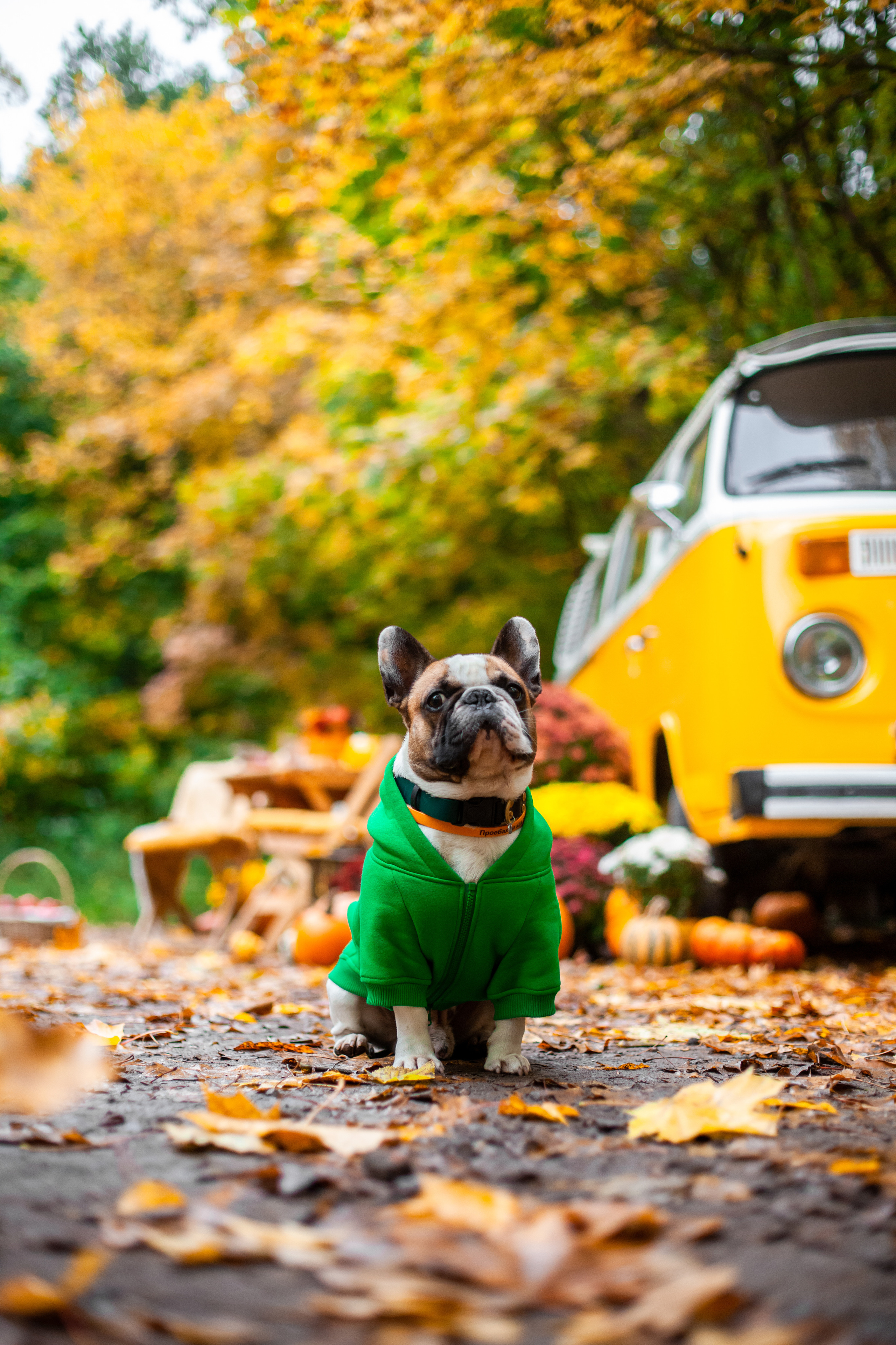 Съемка с ретро автобусом. Фотограф-анималист Татьяна Степанова